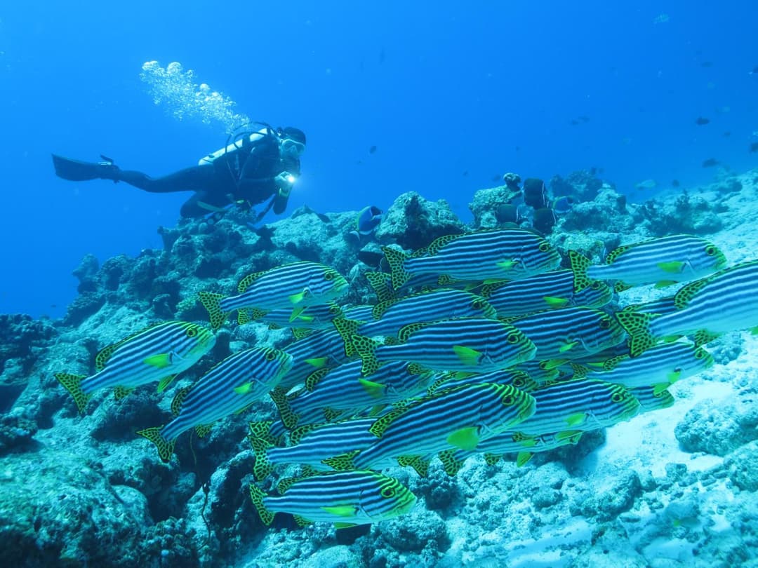 Adaaran Select Huduran Fushi - Free Dine around Premium All Inclusive 24 hours - 30 mins by Speedboat - View 157
