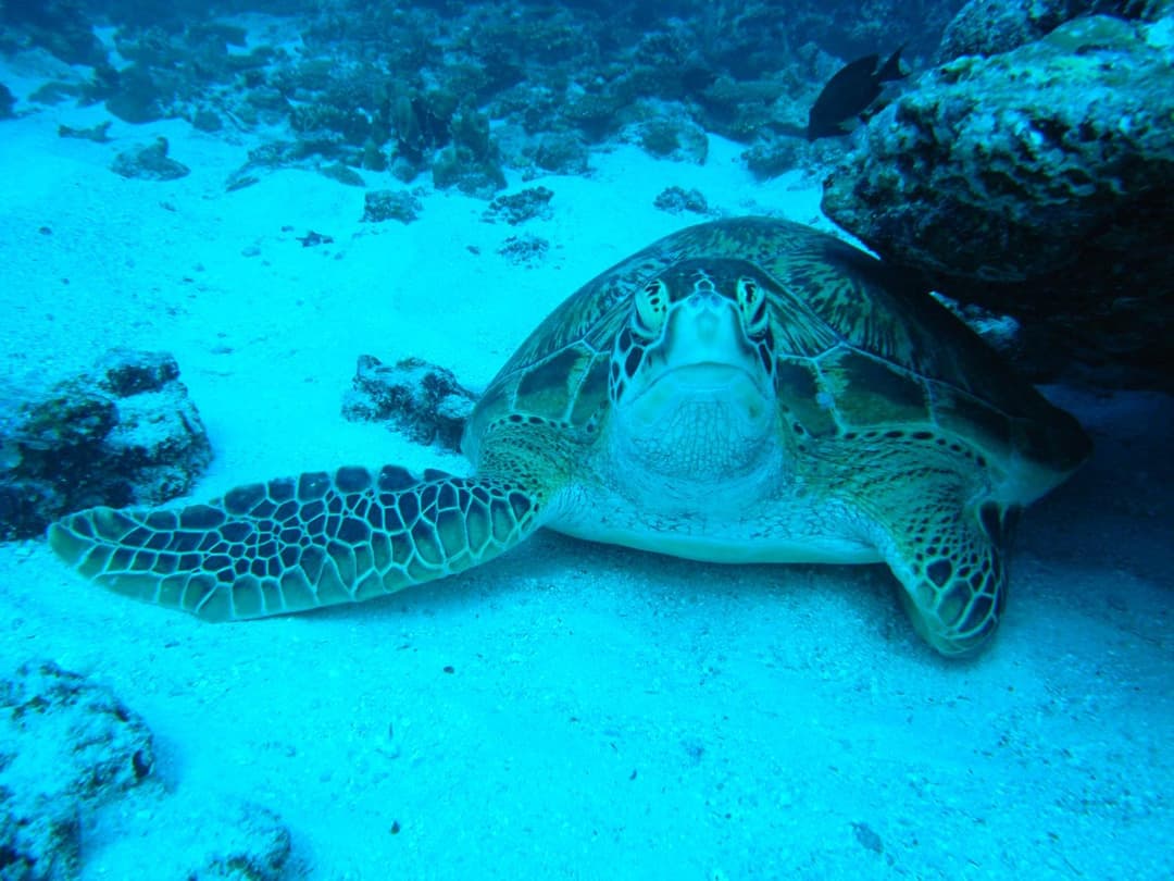 Adaaran Select Huduran Fushi - Free Dine around Premium All Inclusive 24 hours - 30 mins by Speedboat - View 2