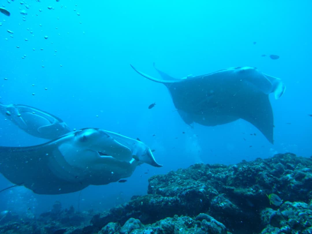 Adaaran Select Huduran Fushi - Free Dine around Premium All Inclusive 24 hours - 30 mins by Speedboat - View 3