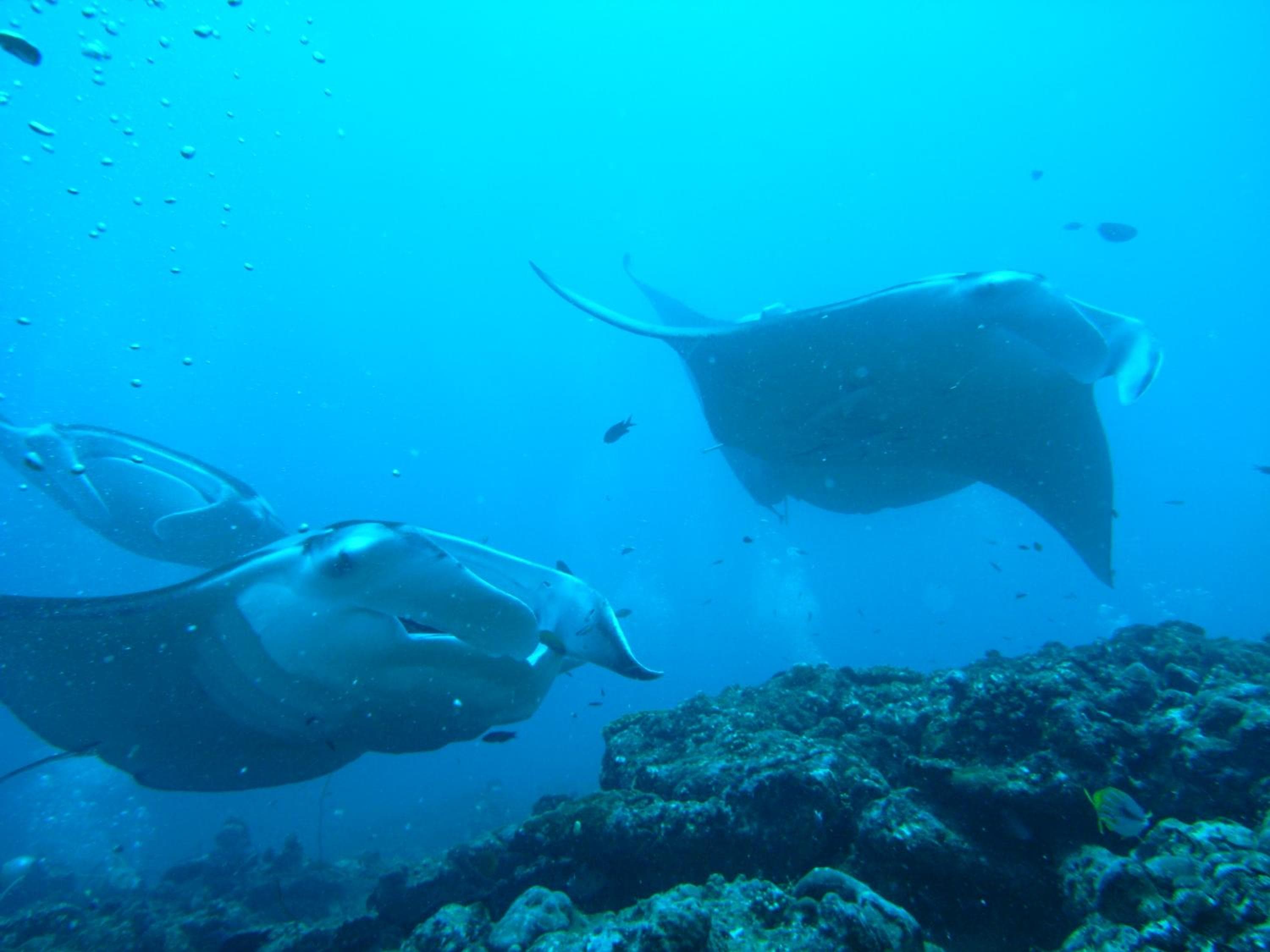 Adaaran Select Huduran Fushi - Free Dine around Premium All Inclusive 24 hours - 45 mins by Speedboat - View 144