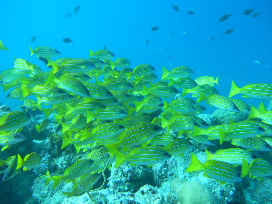 Adaaran Select Huduran Fushi - Free Dine around Premium All Inclusive 24 hours - 30 mins by Speedboat - View 150