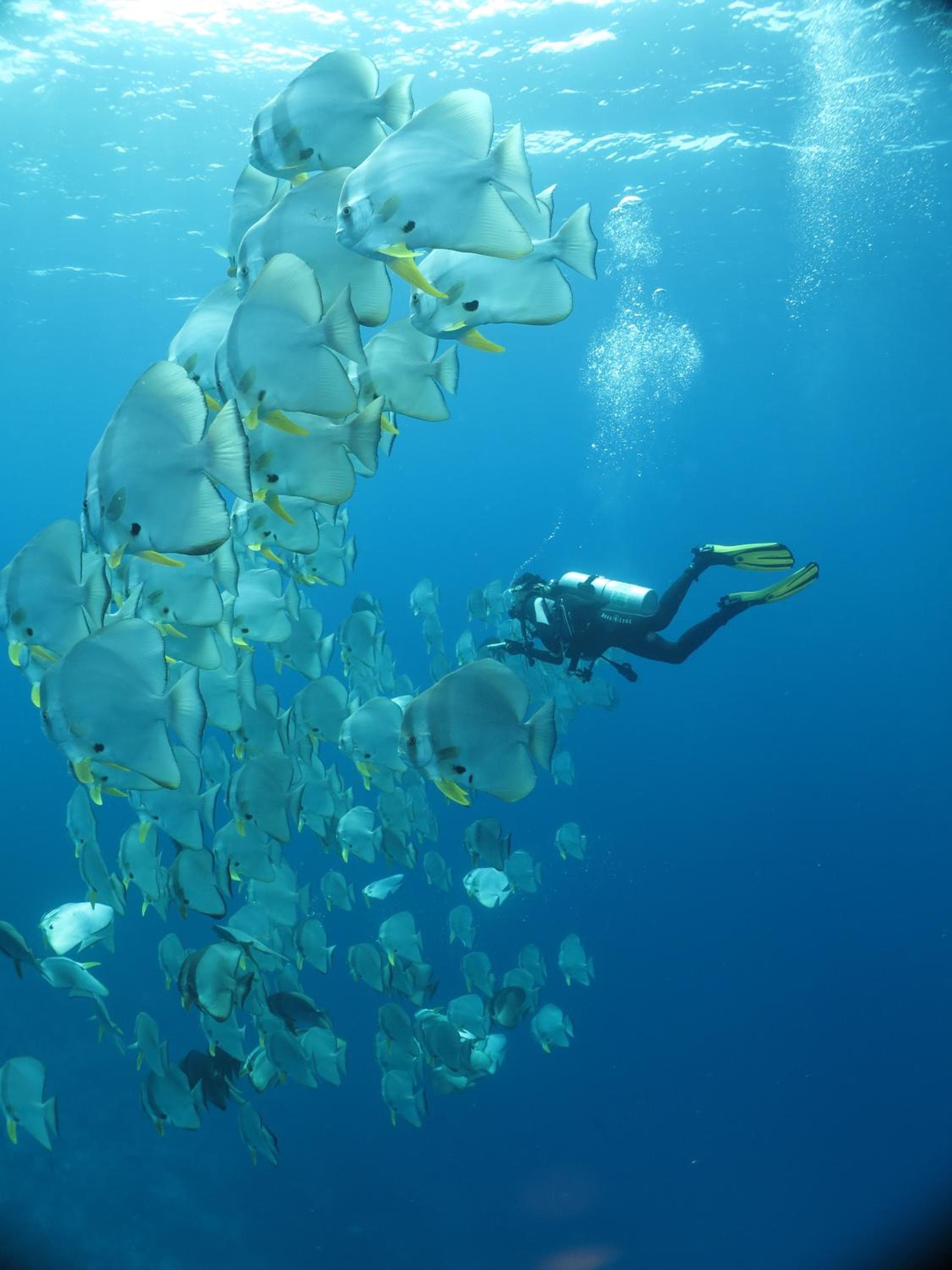 Adaaran Select Huduran Fushi - Free Dine around Premium All Inclusive 24 hours - 45 mins by Speedboat - View 86