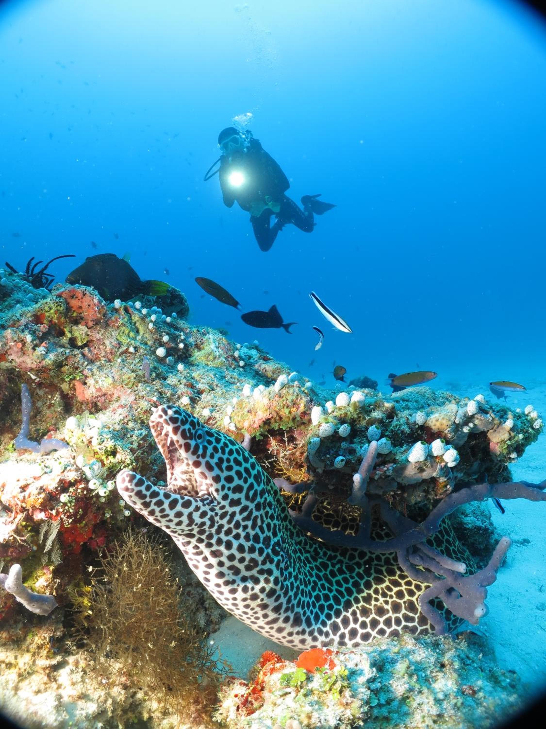 Adaaran Select Huduran Fushi - Free Dine around Premium All Inclusive 24 hours - 45 mins by Speedboat - View 146