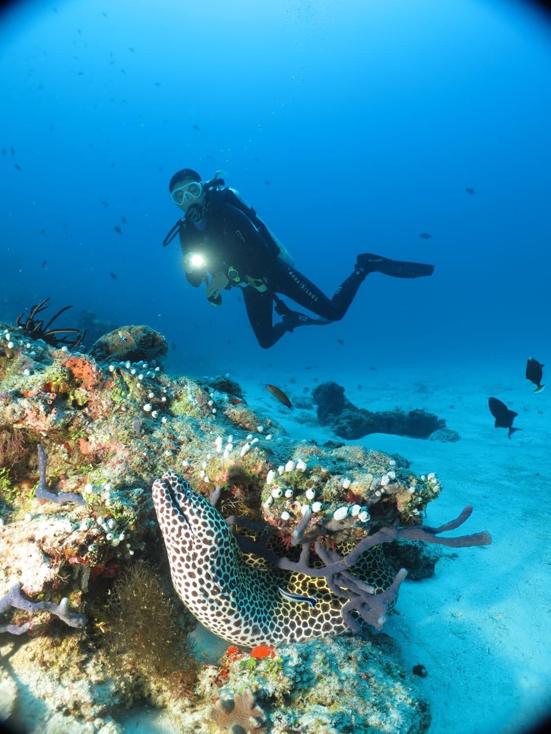 Adaaran Select Huduran Fushi - Free Dine around Premium All Inclusive 24 hours - 30 mins by Speedboat - View 96