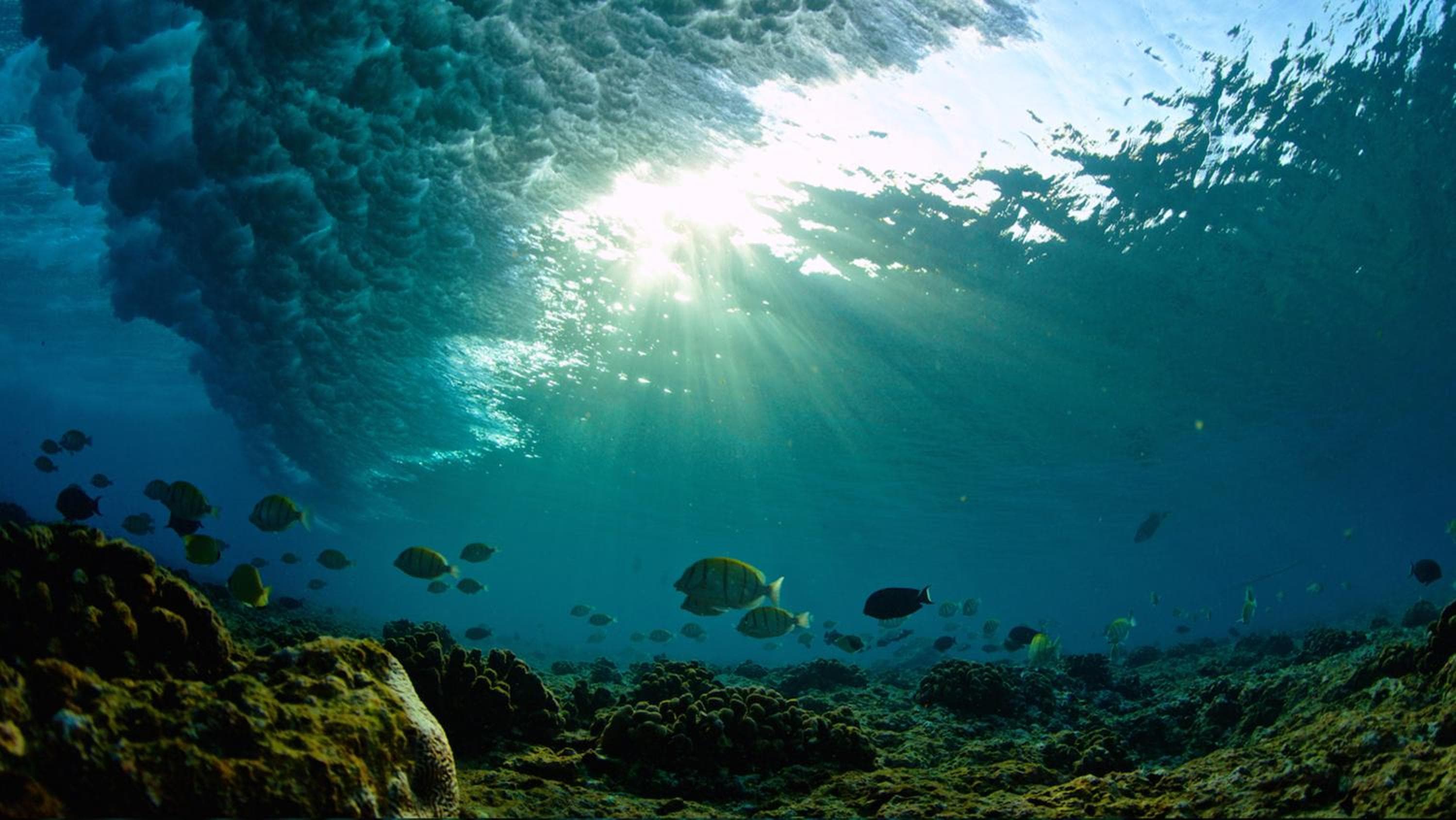 Adaaran Select Huduran Fushi - Free Dine around Premium All Inclusive 24 hours - 45 mins by Speedboat - View 130