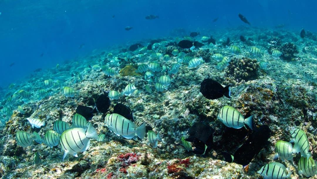 Adaaran Select Huduran Fushi - Free Dine around Premium All Inclusive 24 hours - 30 mins by Speedboat - View 51