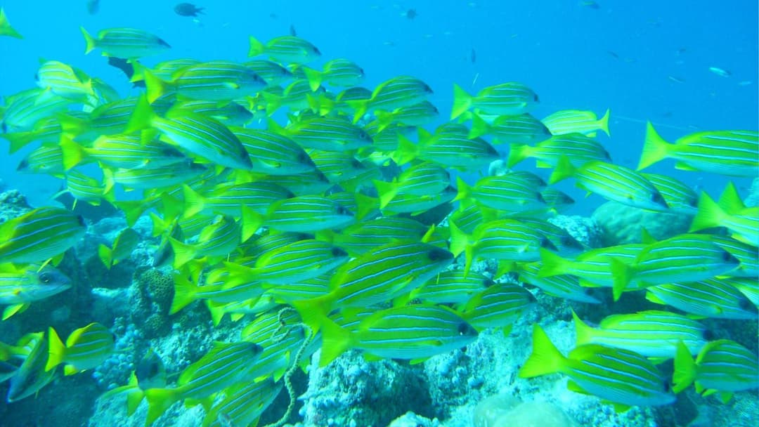 Adaaran Select Huduran Fushi - Free Dine around Premium All Inclusive 24 hours - 30 mins by Speedboat - View 13
