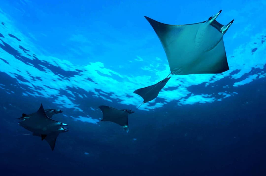Niva Dhigali Maldives - A Premium All-Inclusive Resort - View 47