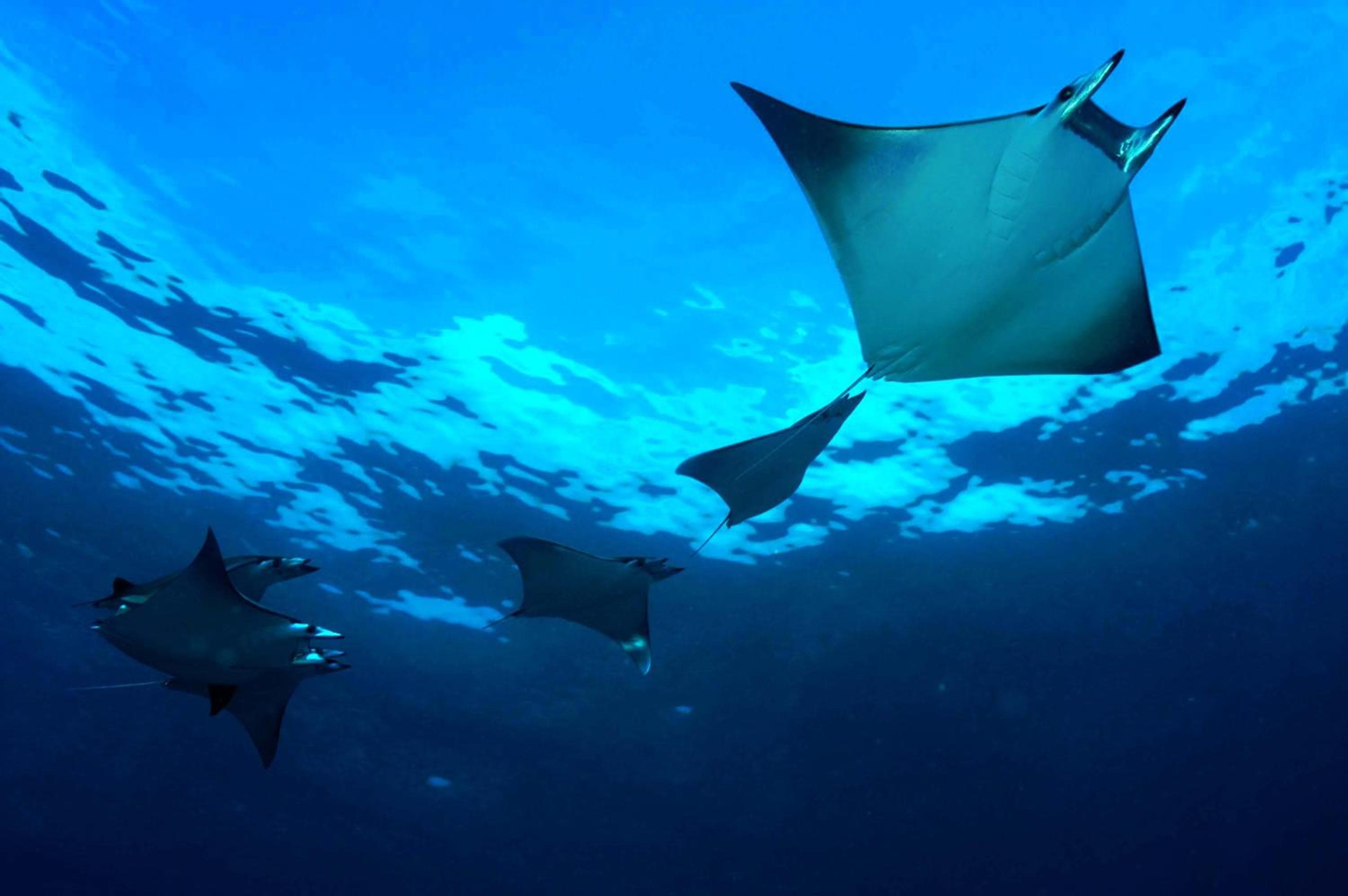 Dhigali Maldives - A Premium All-Inclusive Resort - View 96