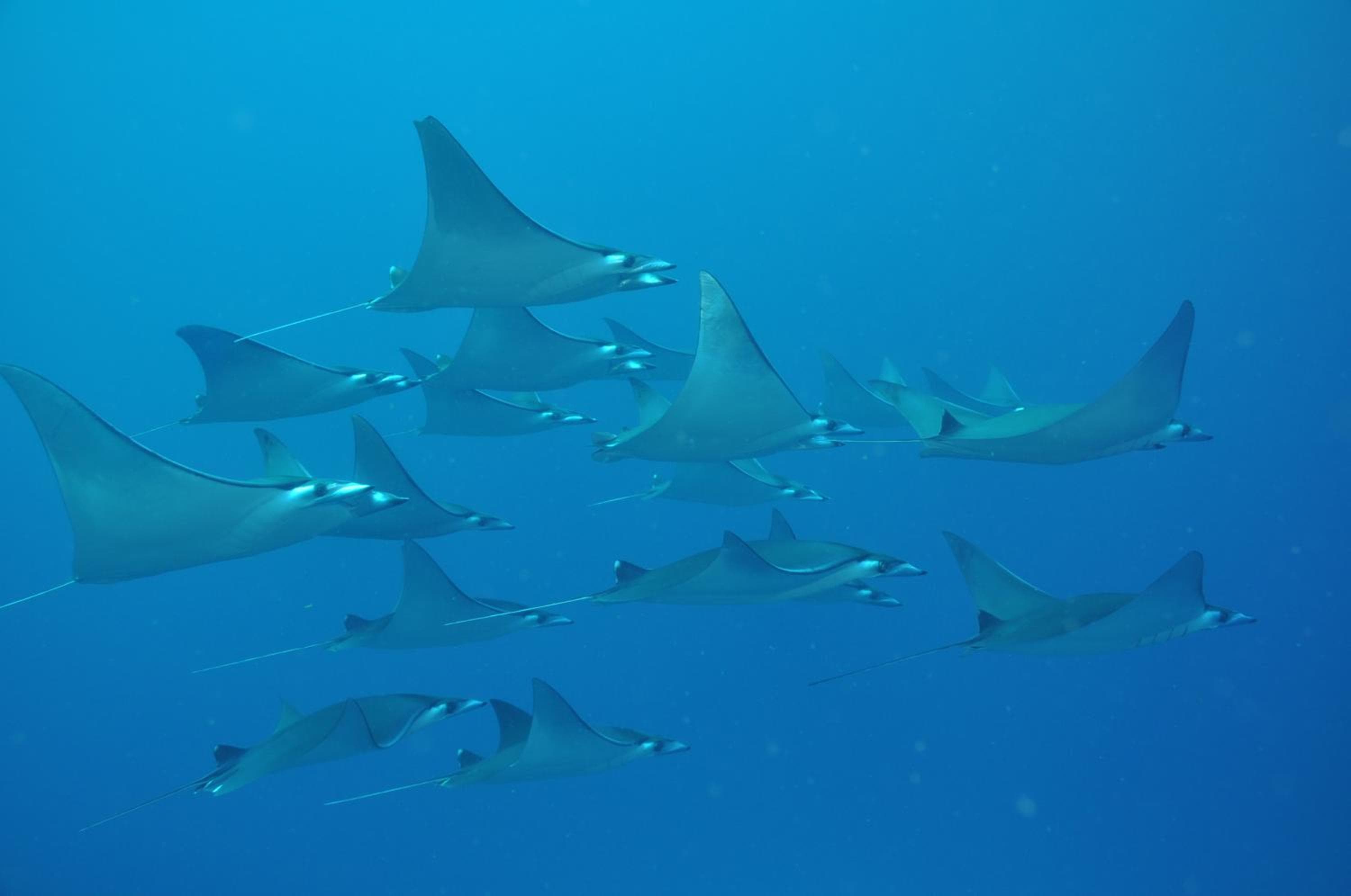 Dhigali Maldives - A Premium All-Inclusive Resort - View 97