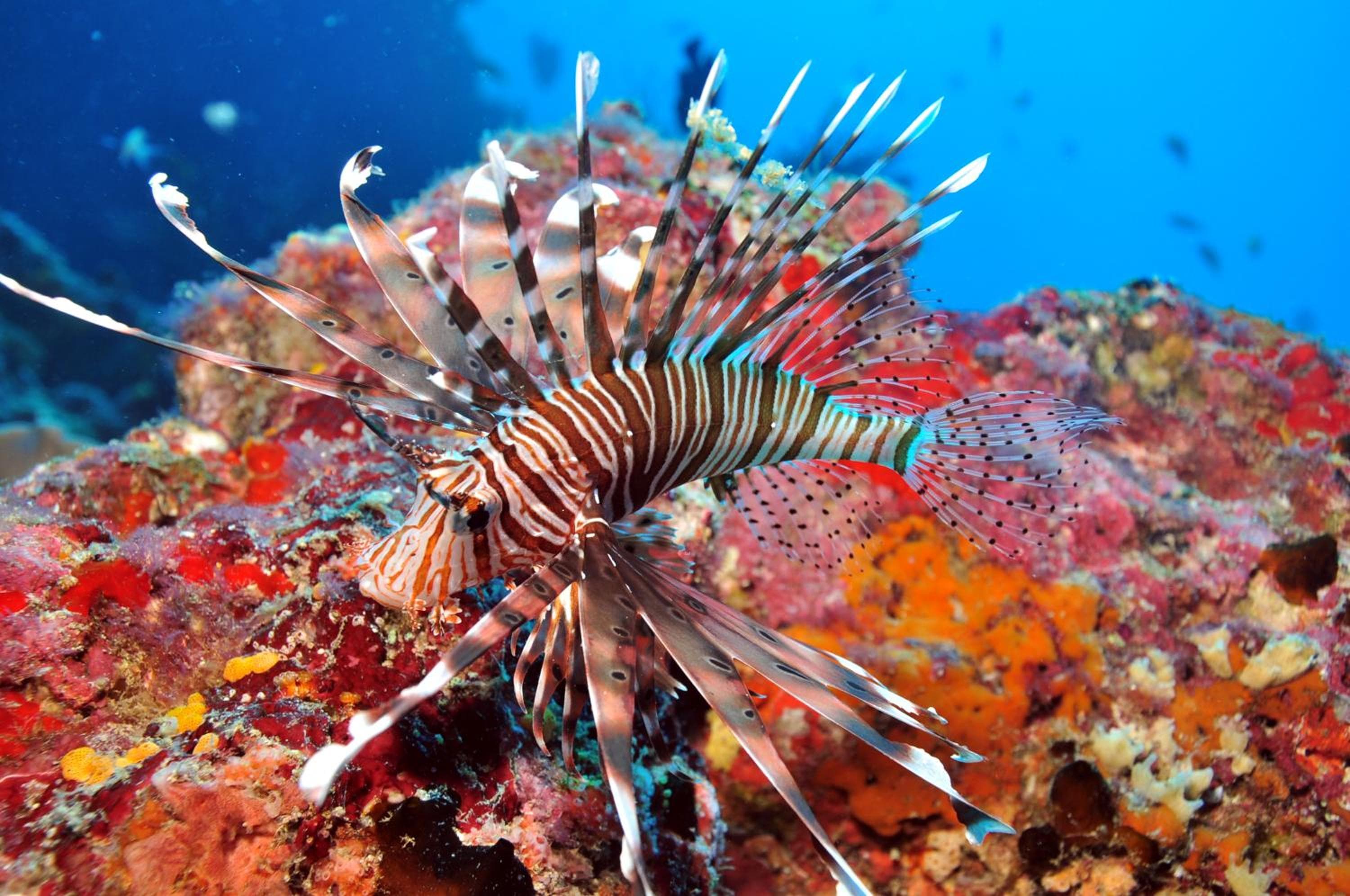 Dhigali Maldives - A Premium All-Inclusive Resort - View 100