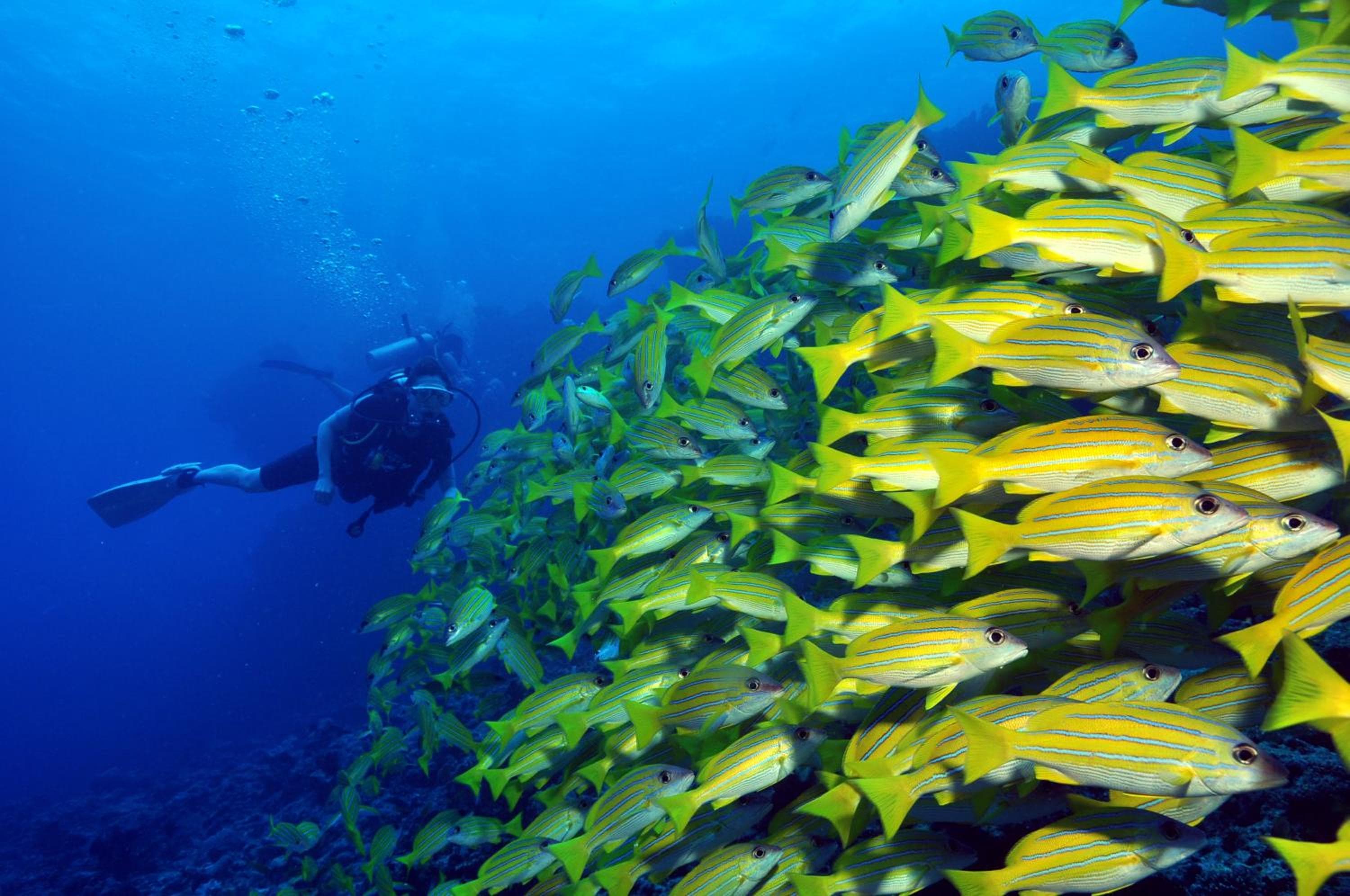 Dhigali Maldives - A Premium All-Inclusive Resort - View 101