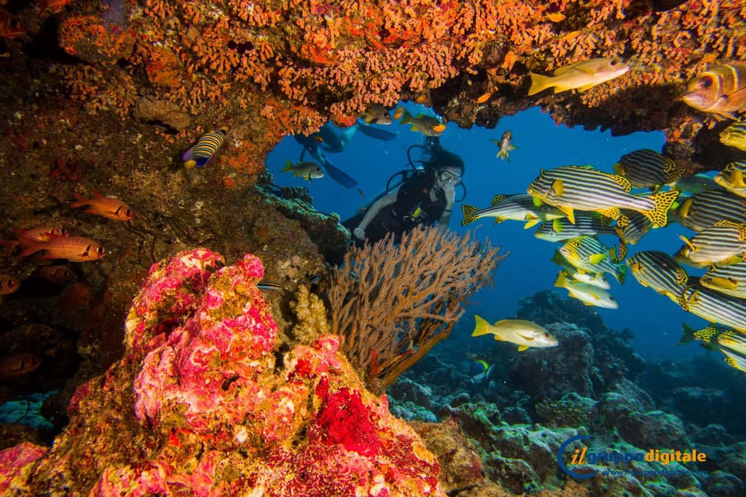 Niva Dhigali Maldives - A Premium All-Inclusive Resort - View 55