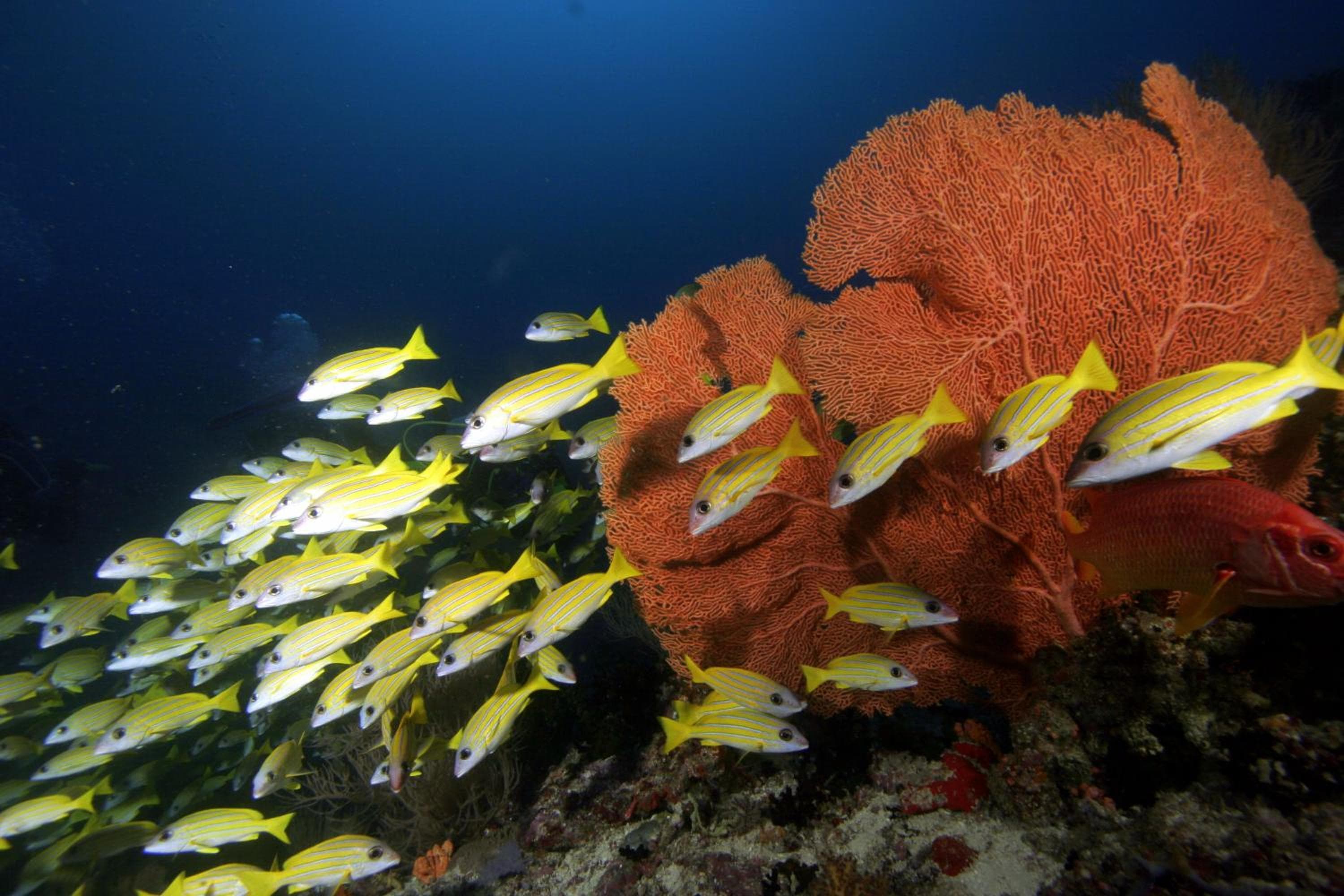 Season Paradise - View 69