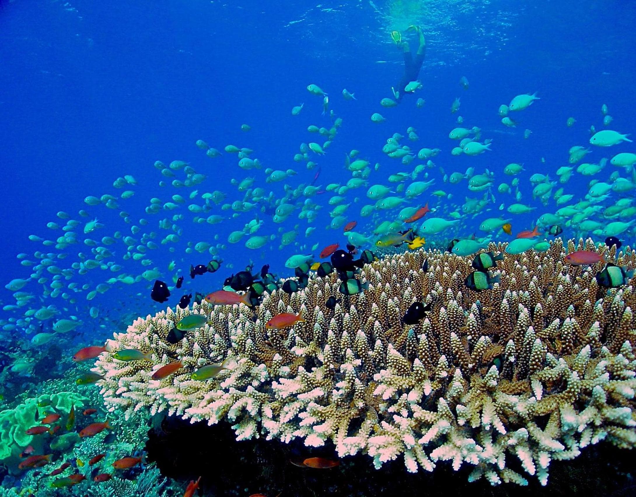 Mercure Maldives Kooddoo - Adults-Only Escape - 50 percent off Domestic Transfers - View 32