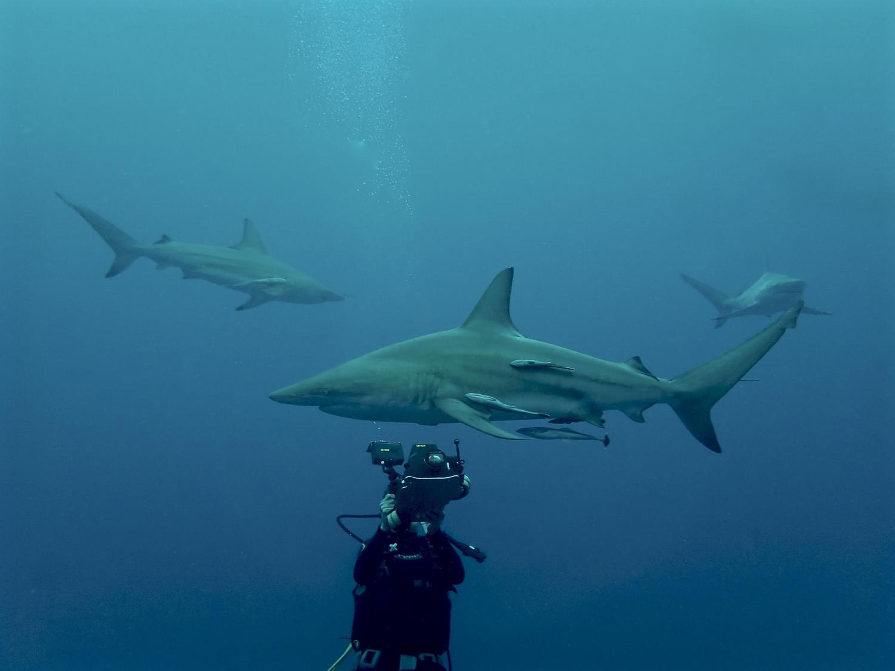 Mercure Maldives Kooddoo - Adults-Only Escape - 50 percent off Domestic Transfers - View 36