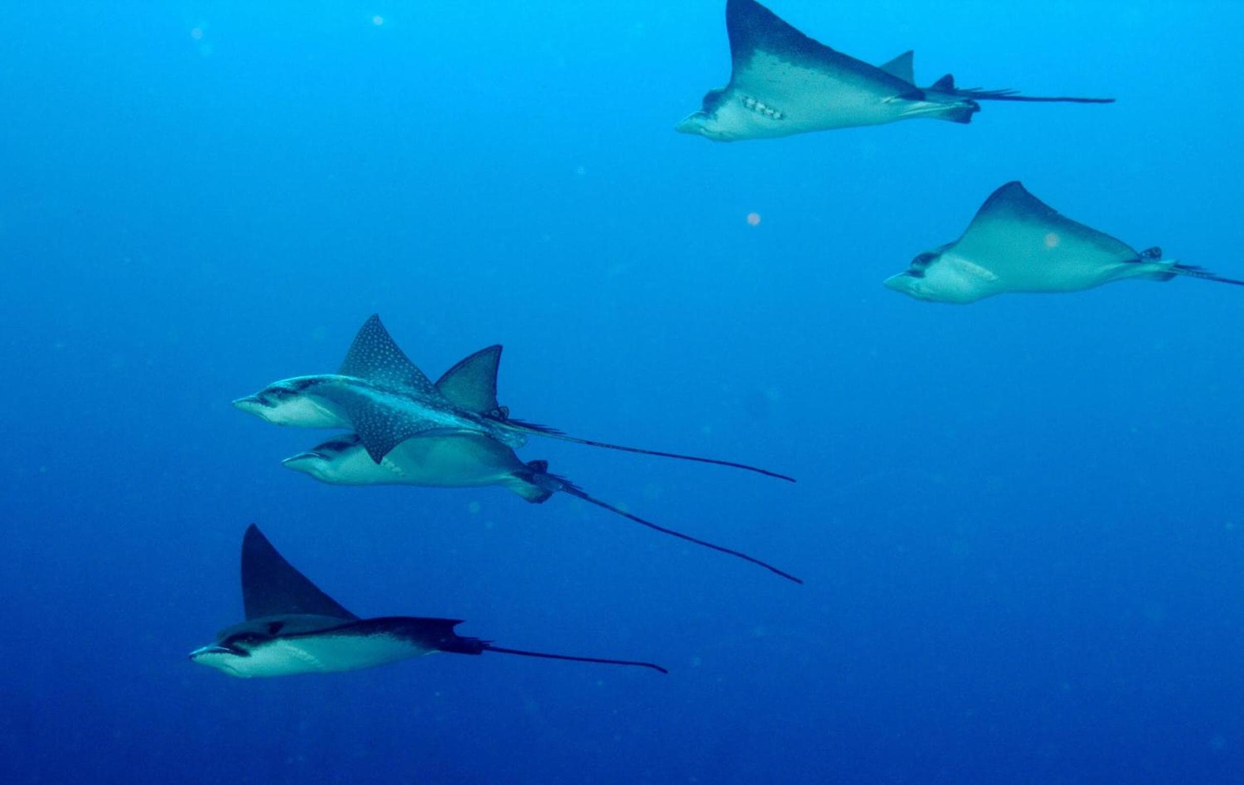 Summer Villa Guest House - View 39