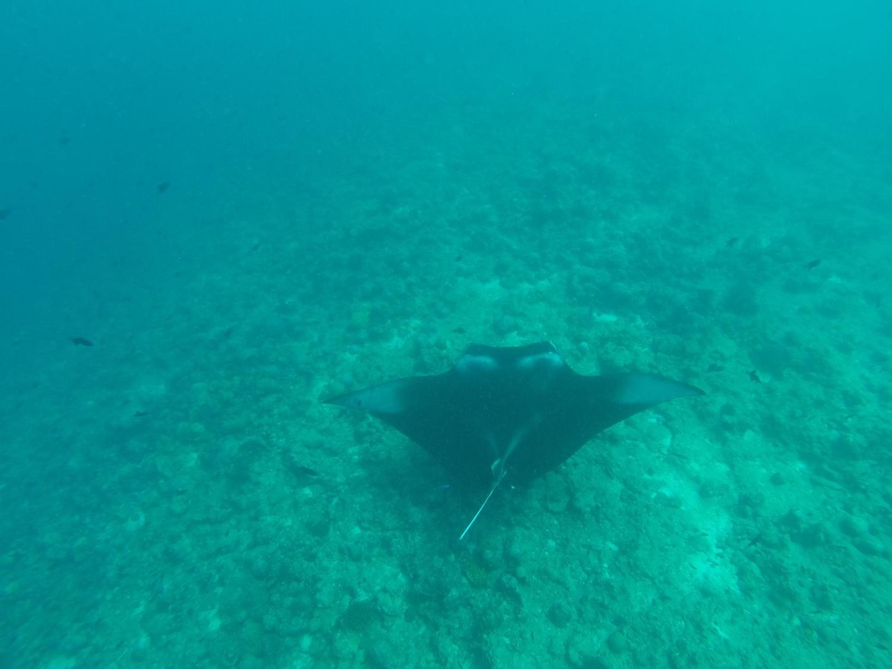 Koimala Hotel - View 100