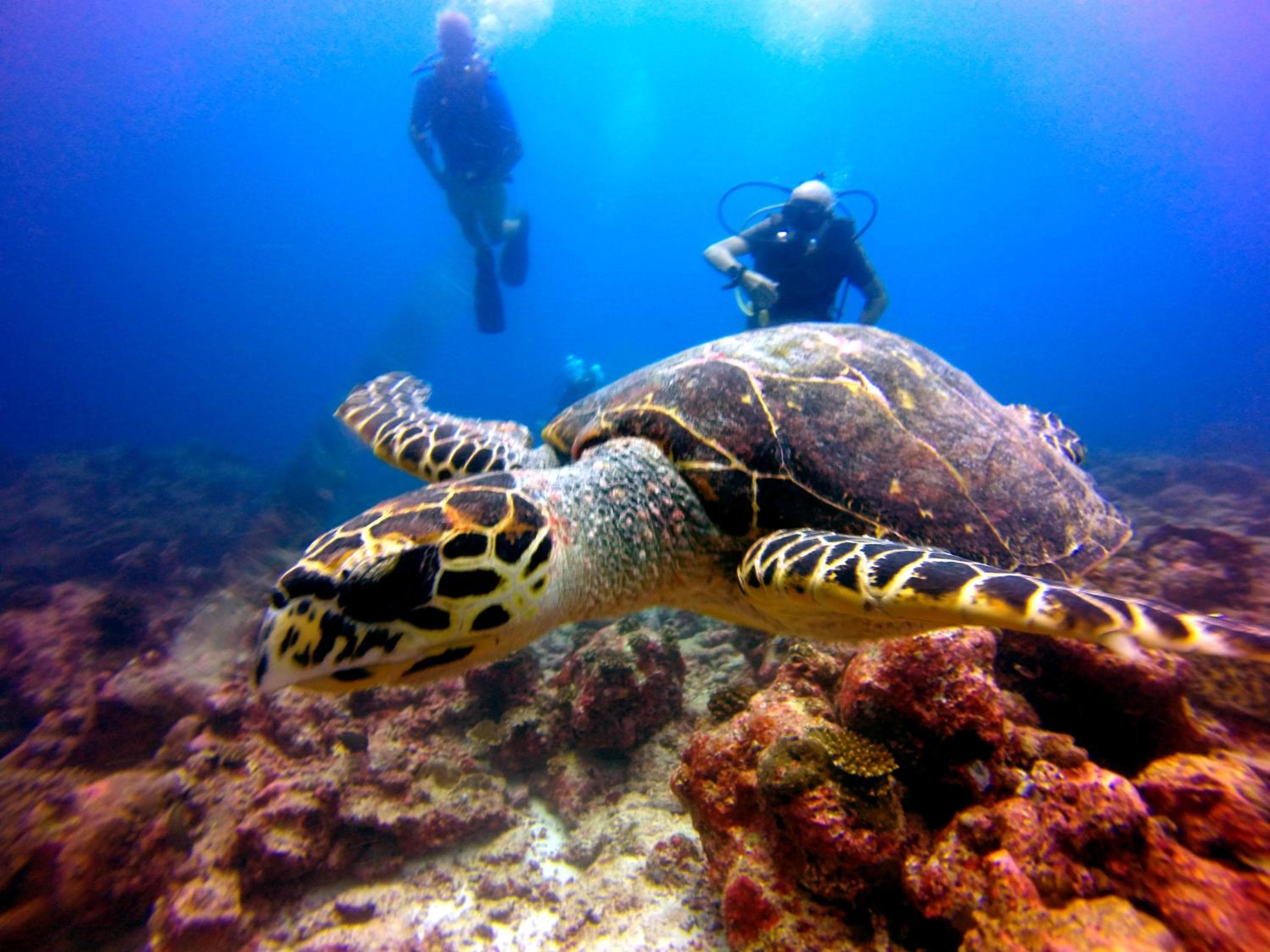 Araamu Hotels Maldives at Dhiffushi - View 40