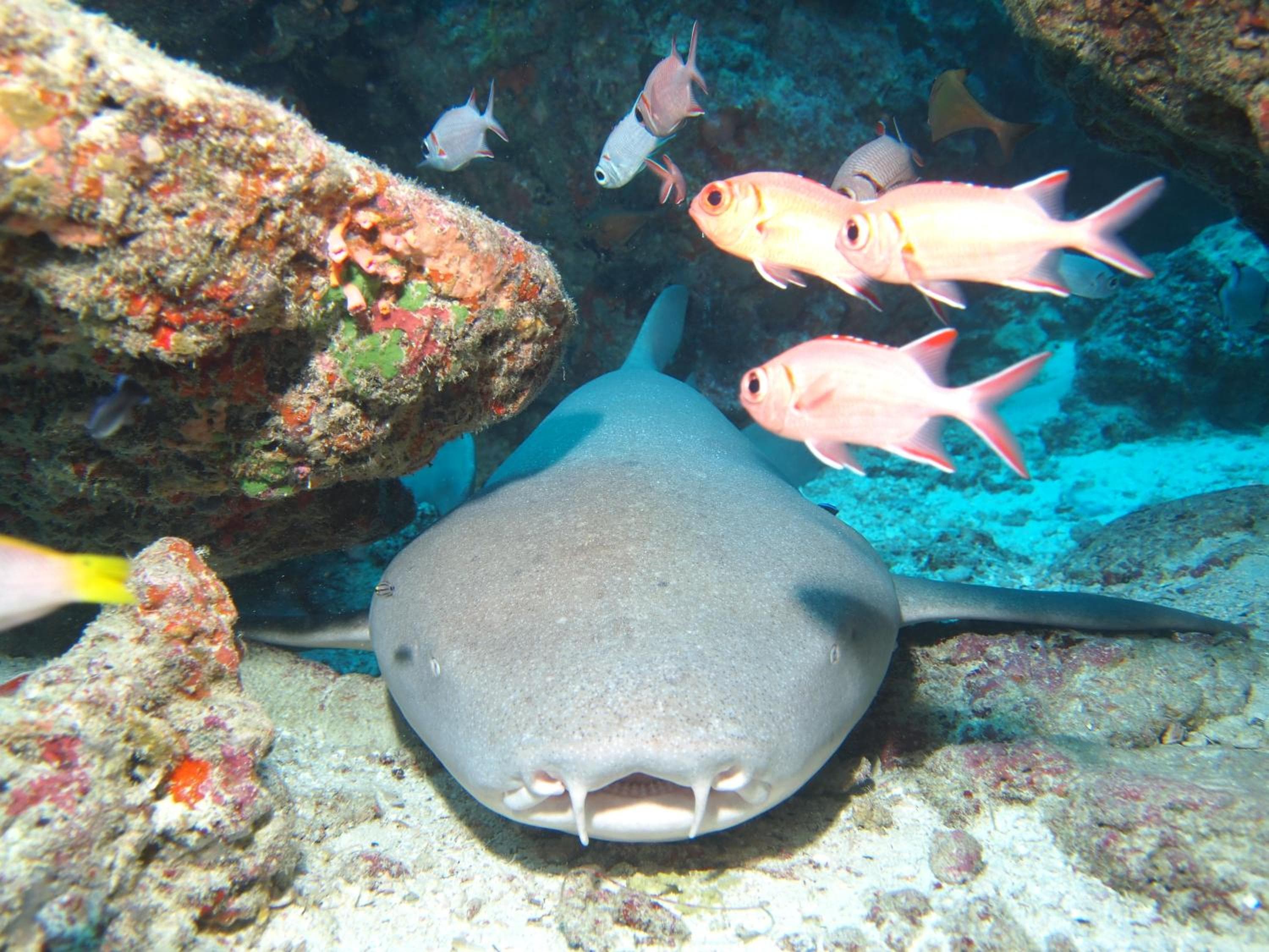 Araamu Hotels Maldives at Dhiffushi - View 39