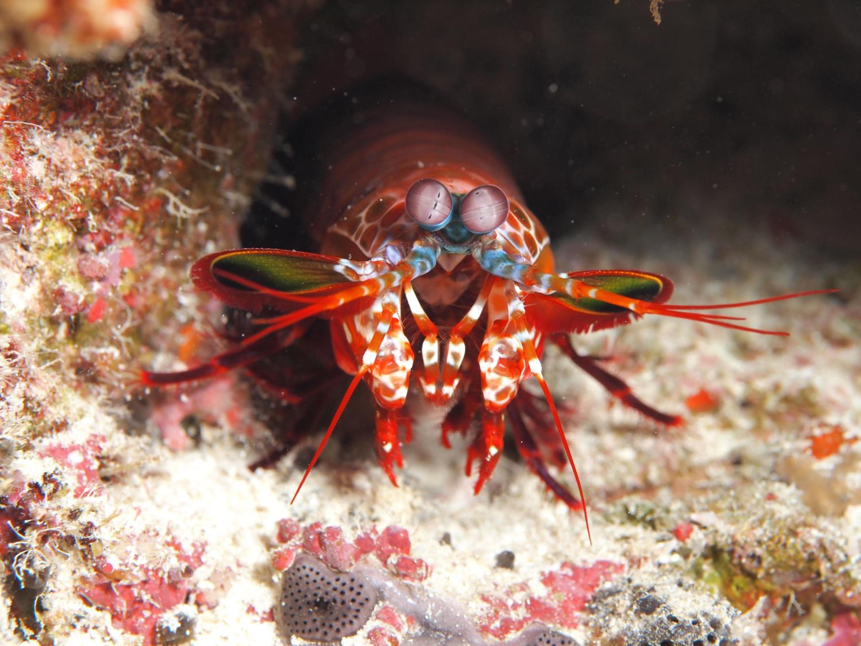Araamu Hotels Maldives at Dhiffushi - View 38