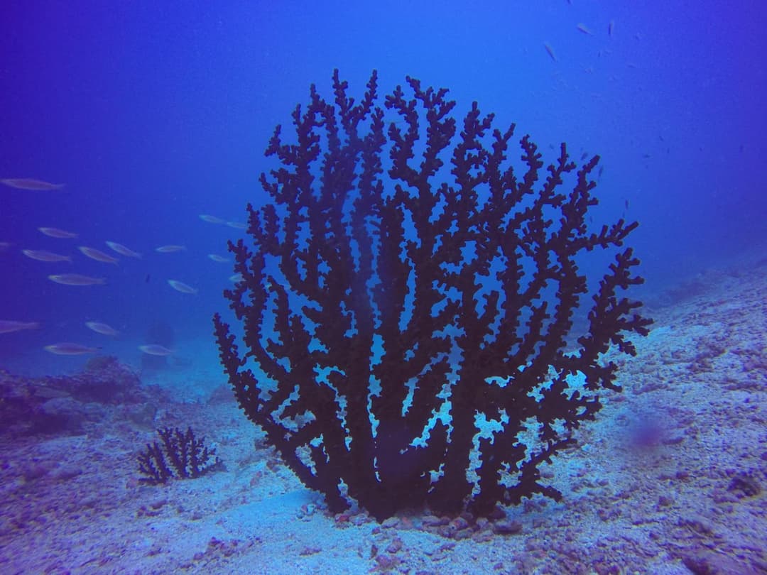 Plumeria Maldives - View 92