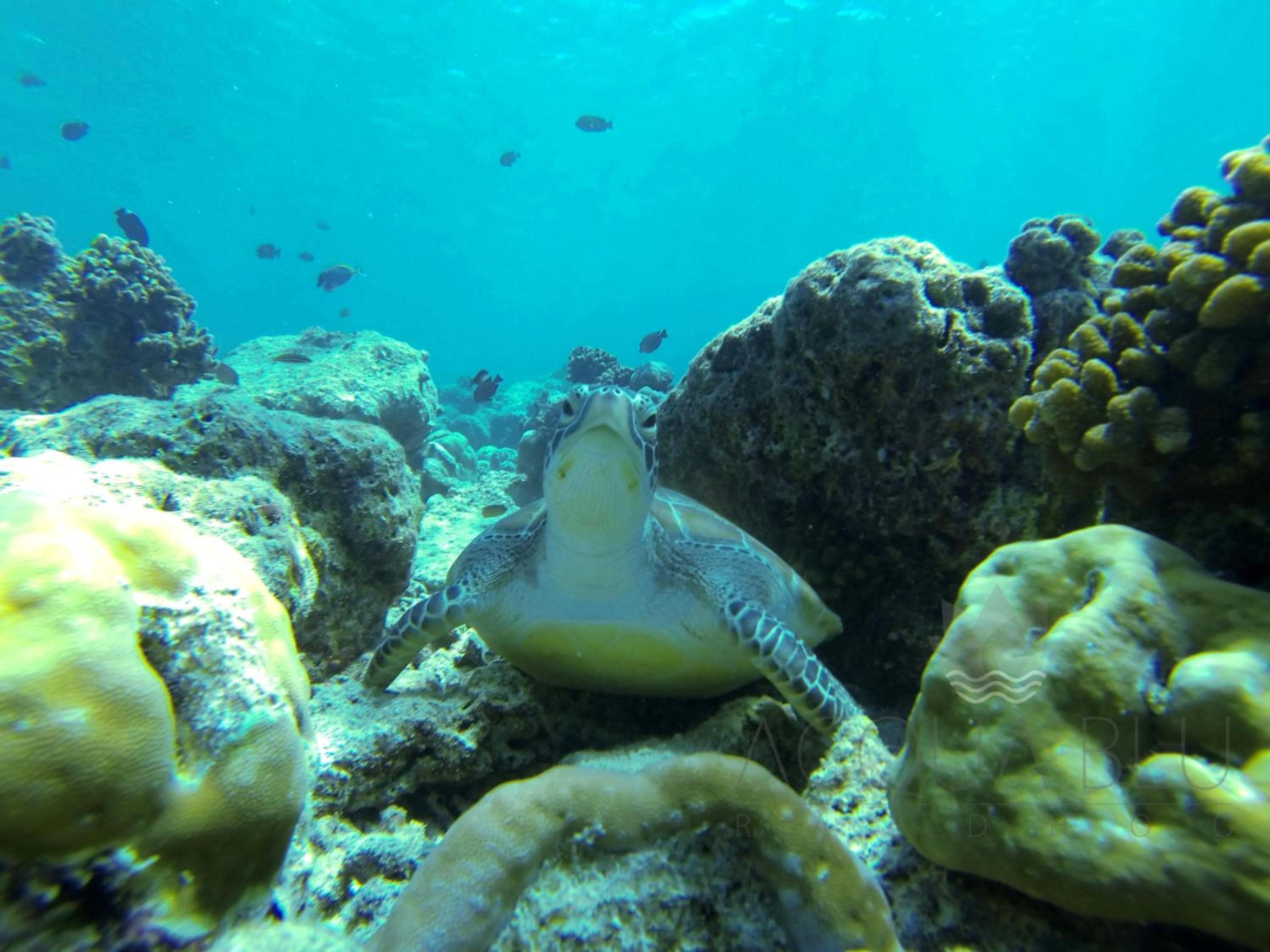 Acqua Blu Rasdhoo - View 20