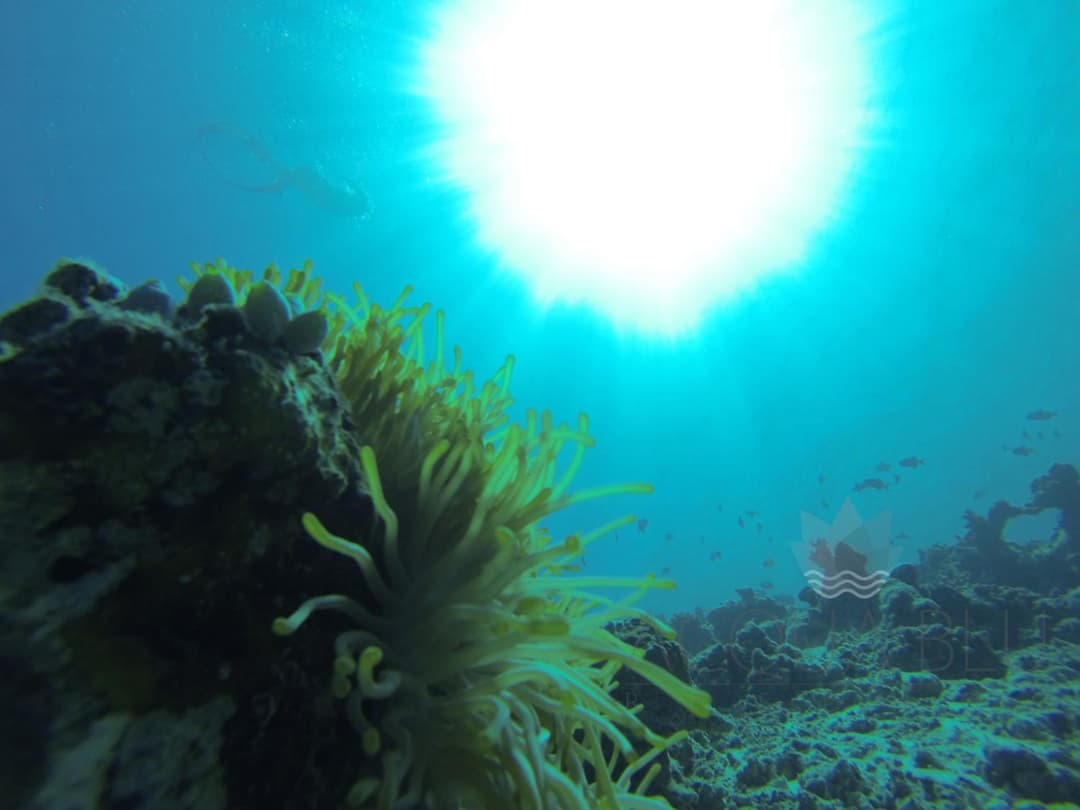 Acqua Blu Rasdhoo - View 96