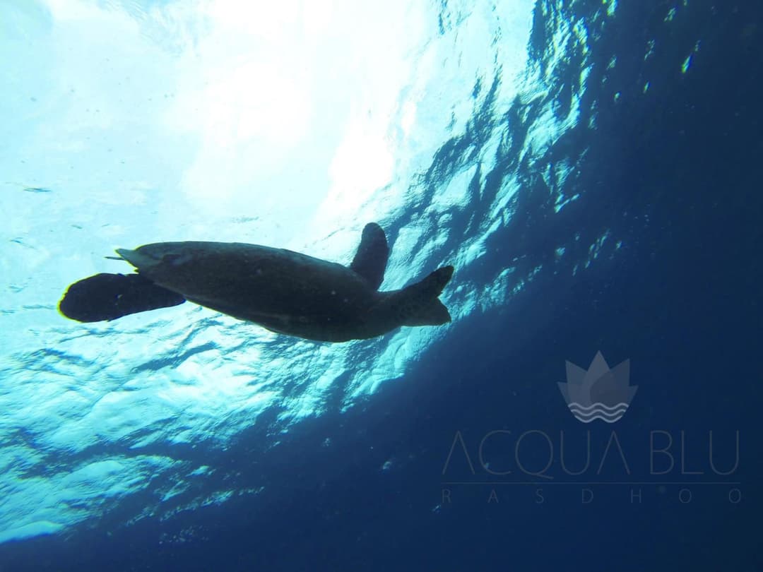 Acqua Blu Rasdhoo - View 42