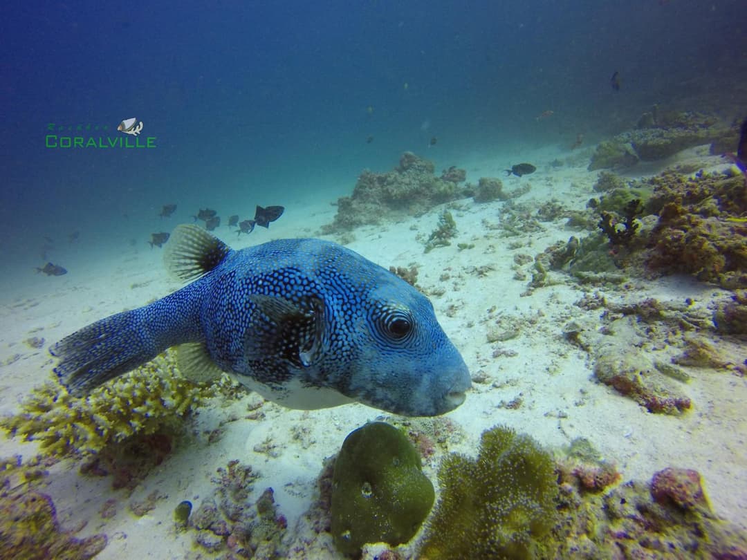Rasdhoo Coralville - View 91