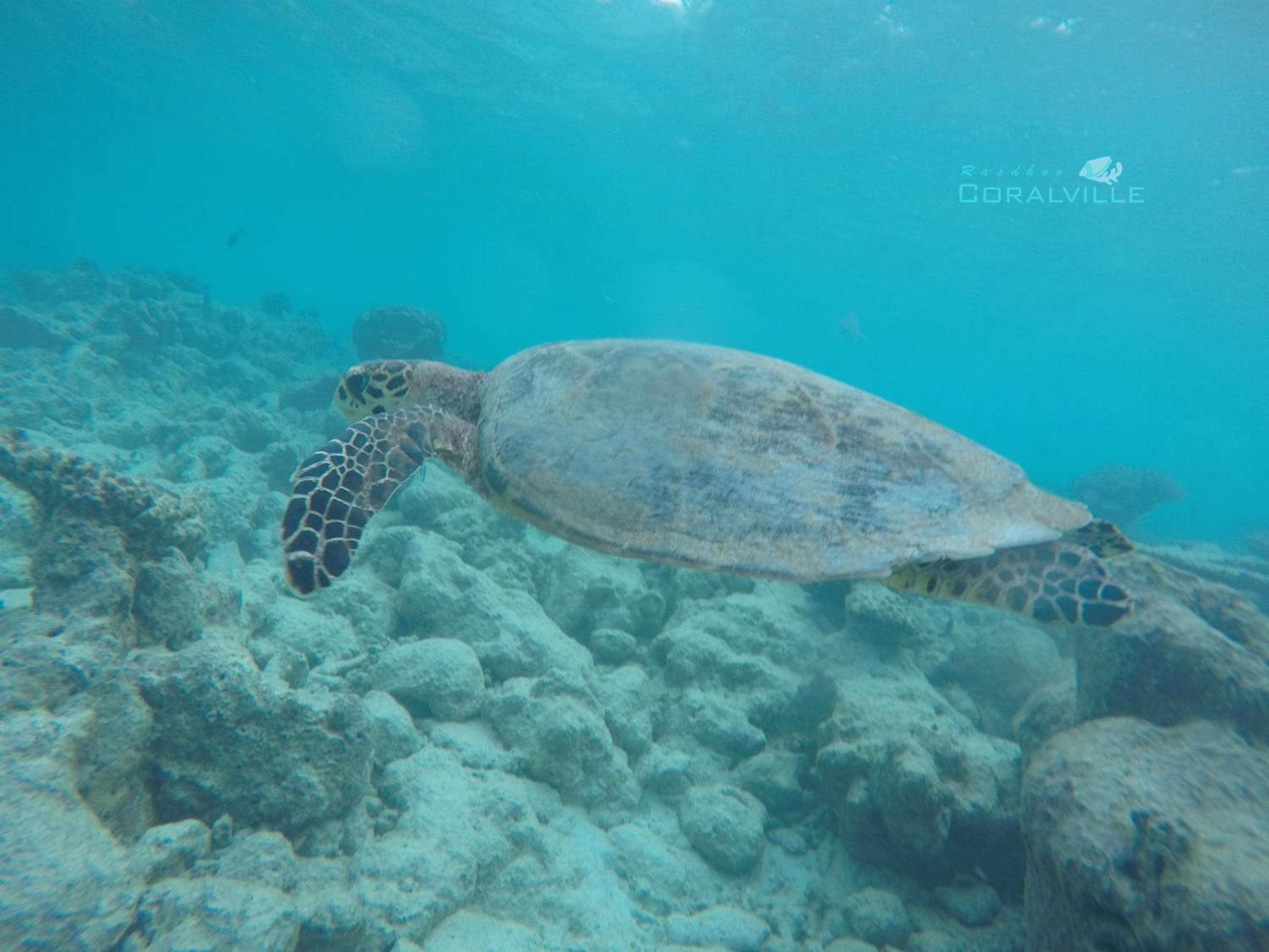 Rasdhoo Coralville - View 22