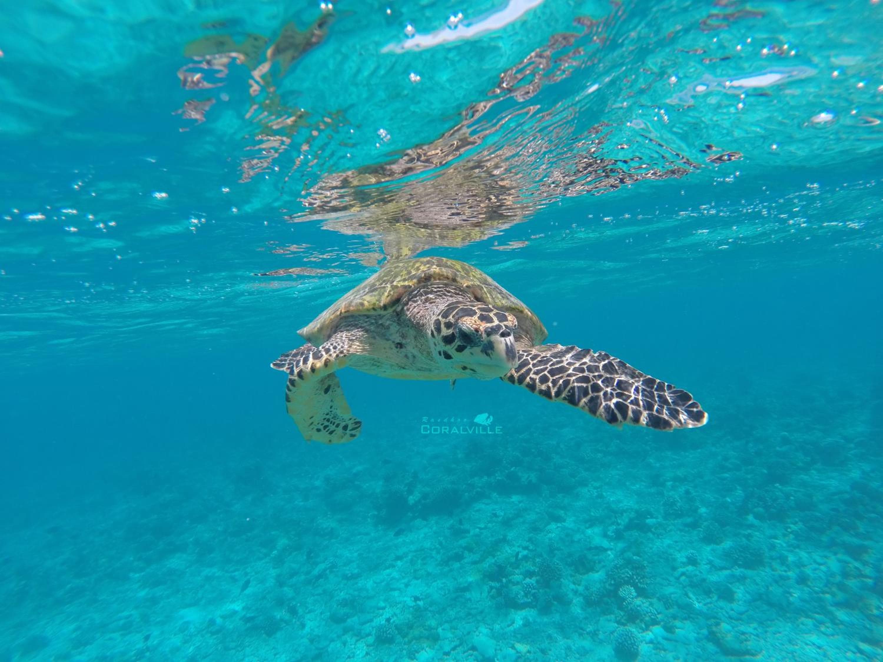 Rasdhoo Coralville - View 15