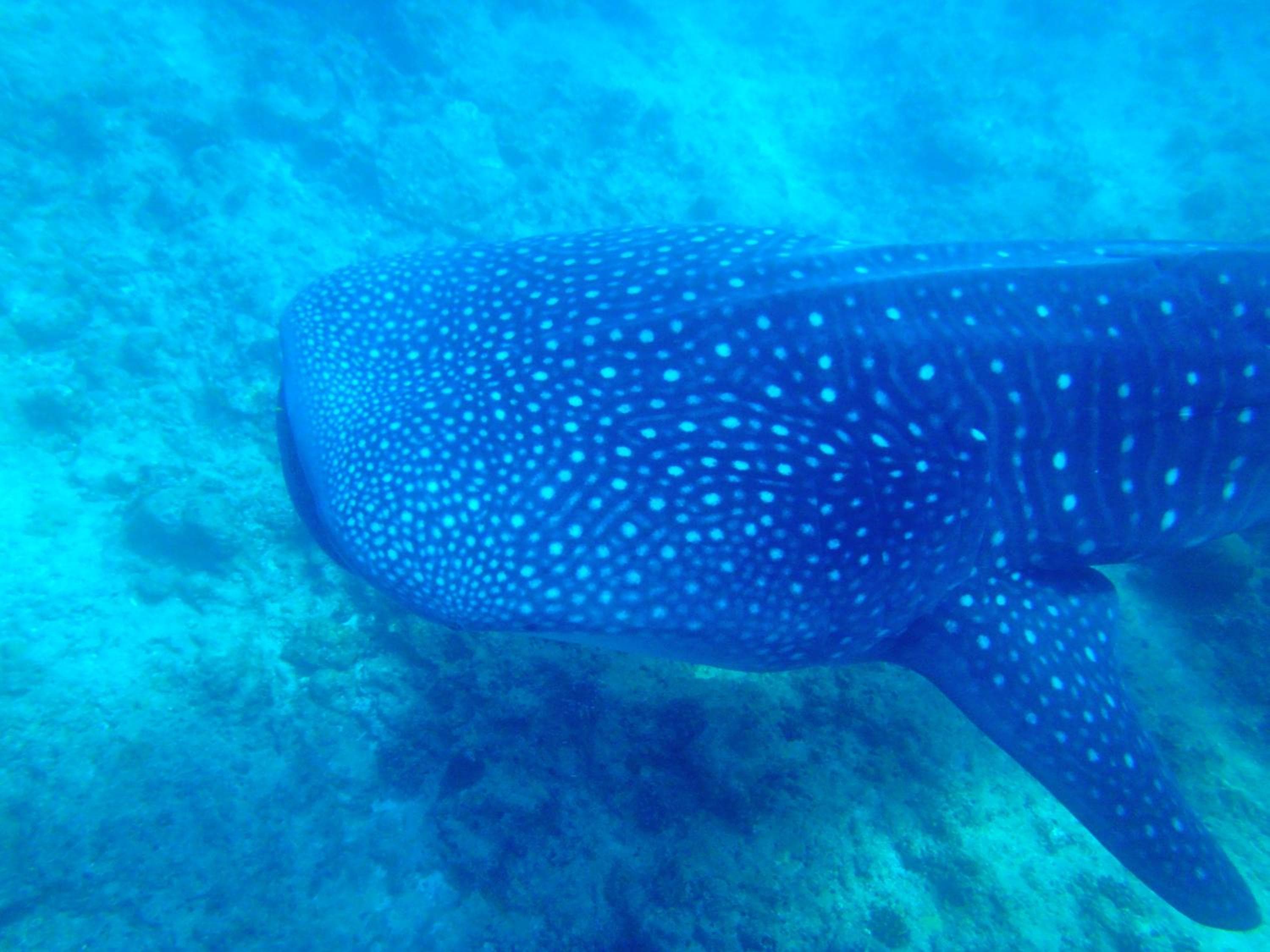 West Sands - View 68