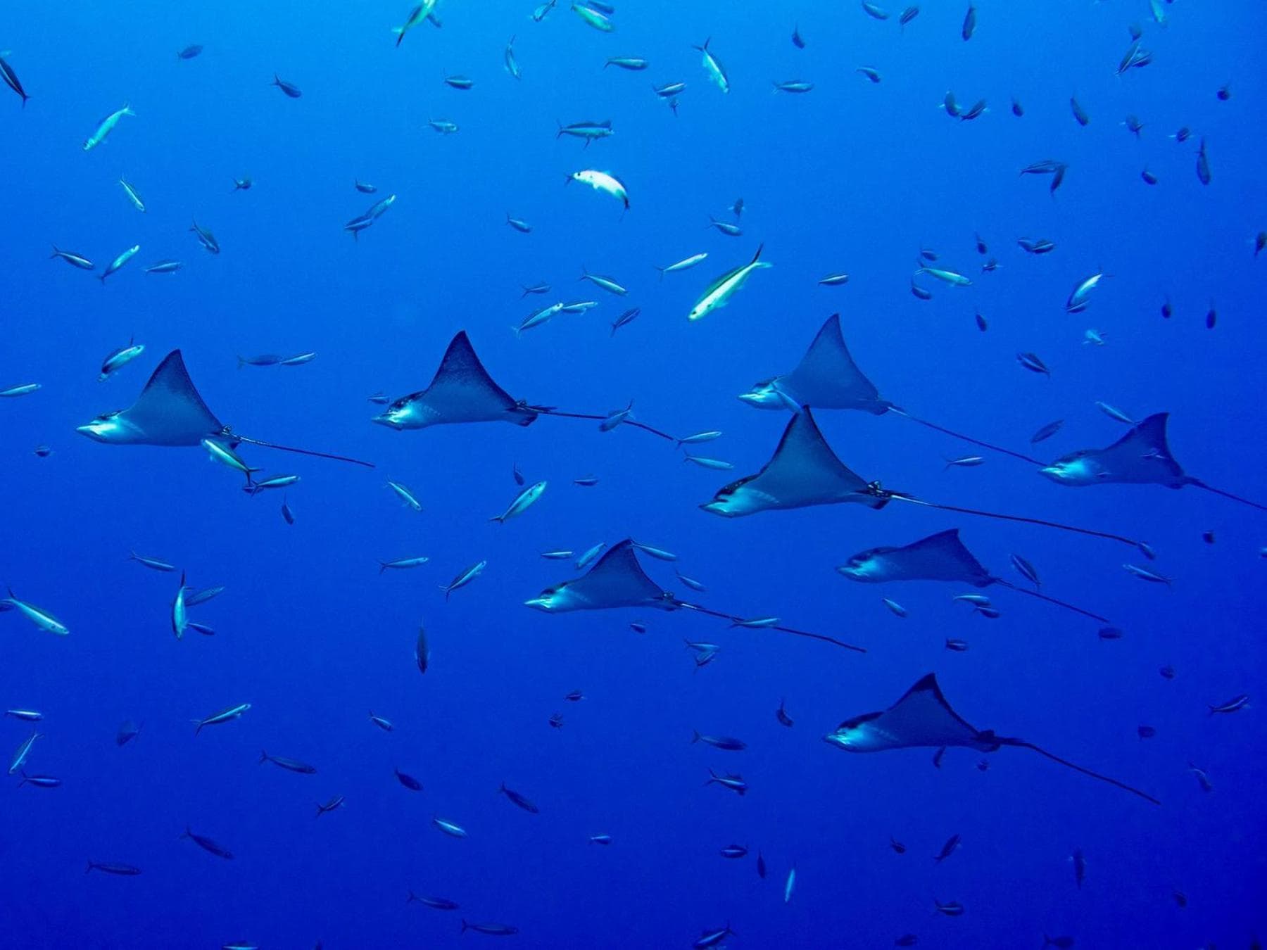 West Sands - View 18