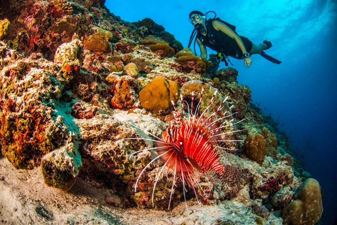 Dusit Thani Maldives - 50 percent off on Transfers for Stays of 5 Nights stay until 20 December 2026 - View 98