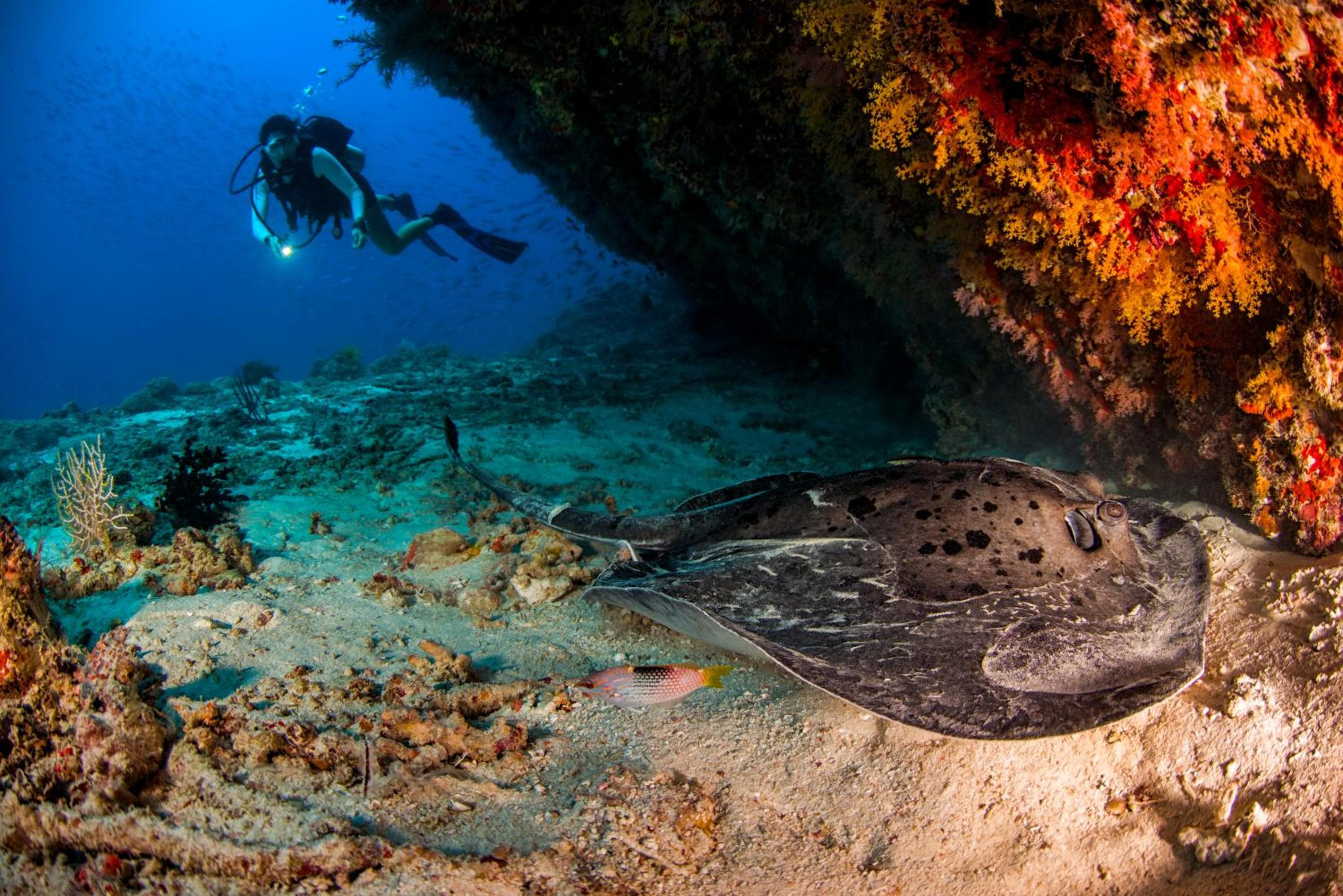 Dusit Thani Maldives - 50 percent discount on transfers for stays until 20 Dec 2025 - View 89