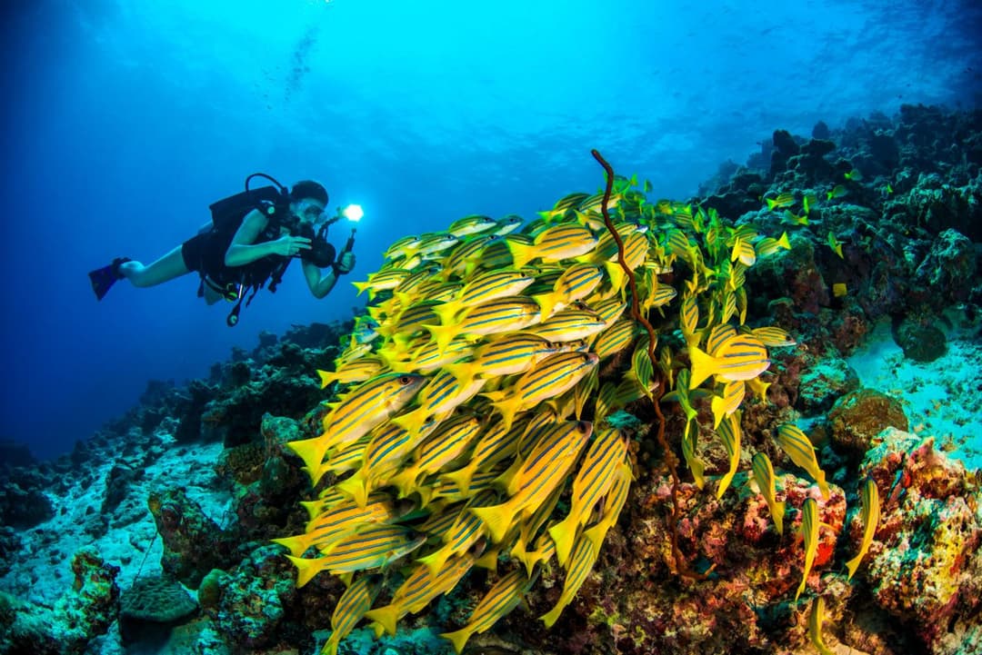 Dusit Thani Maldives - 50 percent off on Transfers for Stays of 5 Nights stay until 20 December 2026 - View 81
