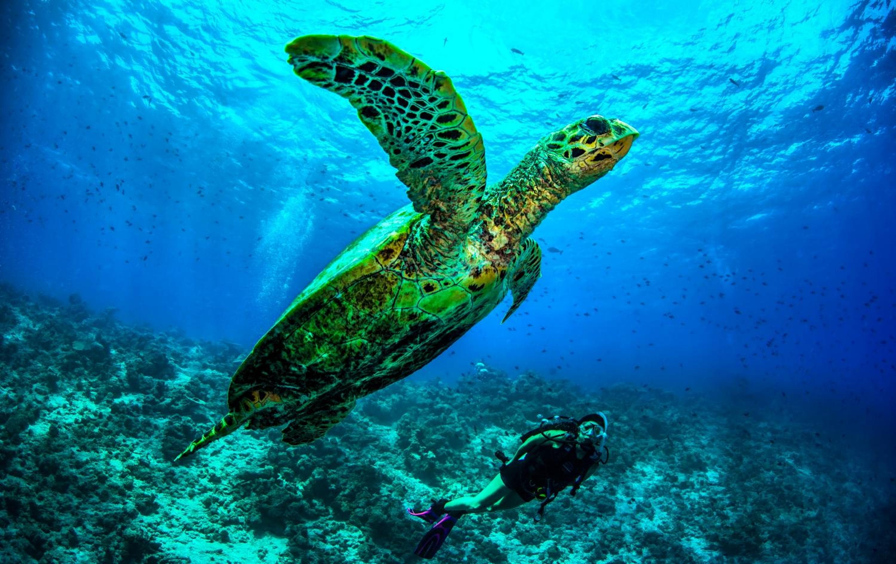 Dusit Thani Maldives - 50 percent discount on transfers for stays until 20 Dec 2025 - View 95