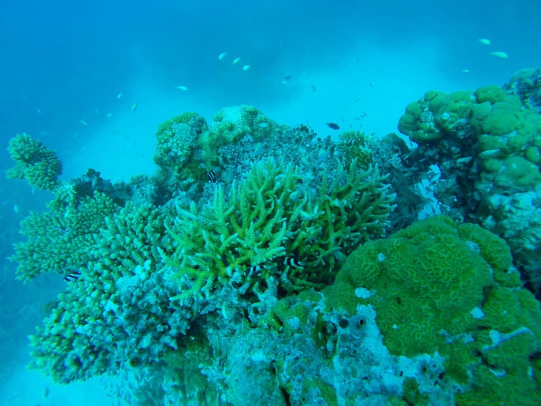 Mariana Maldives - View 99