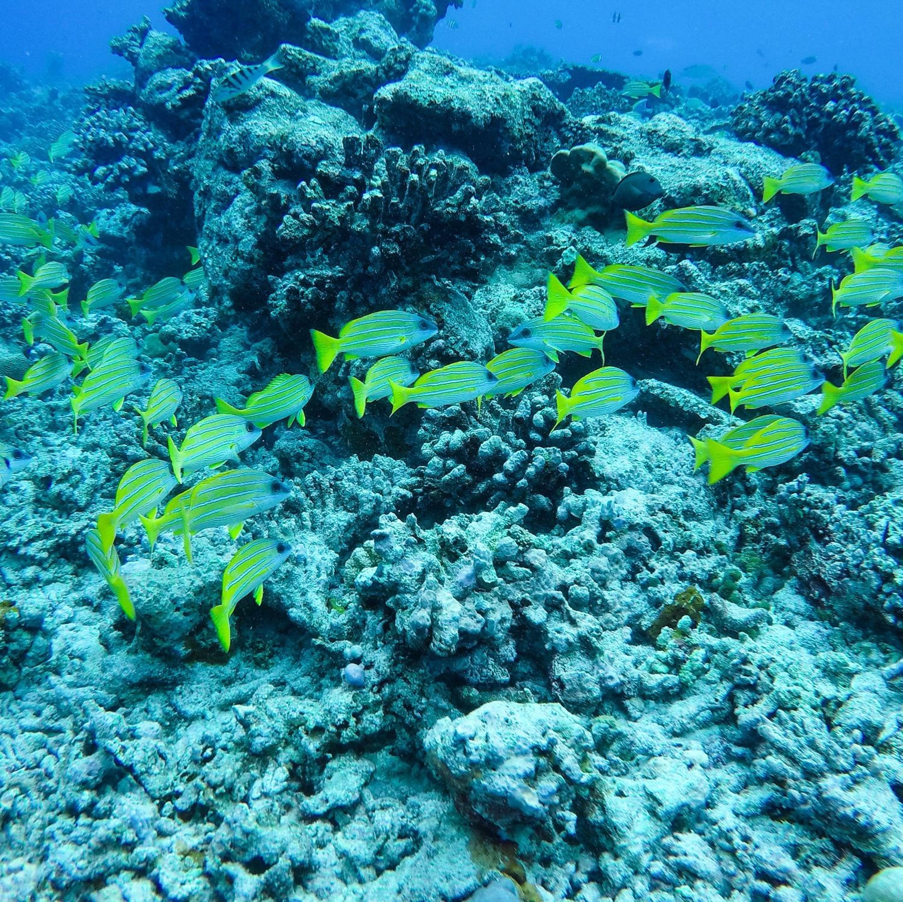 Mariana Maldives - View 75