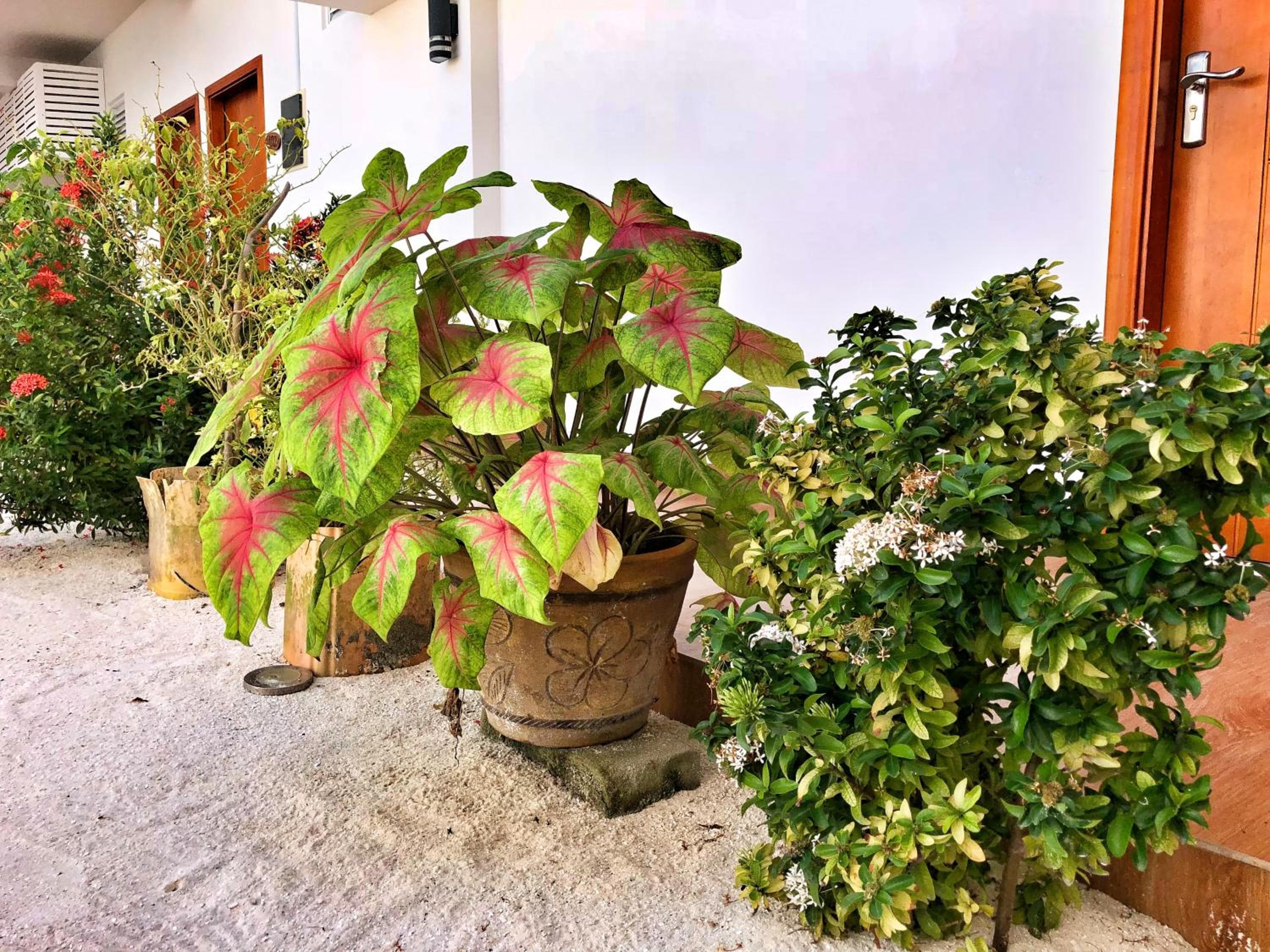 Athiri Beach Maldives - View 64