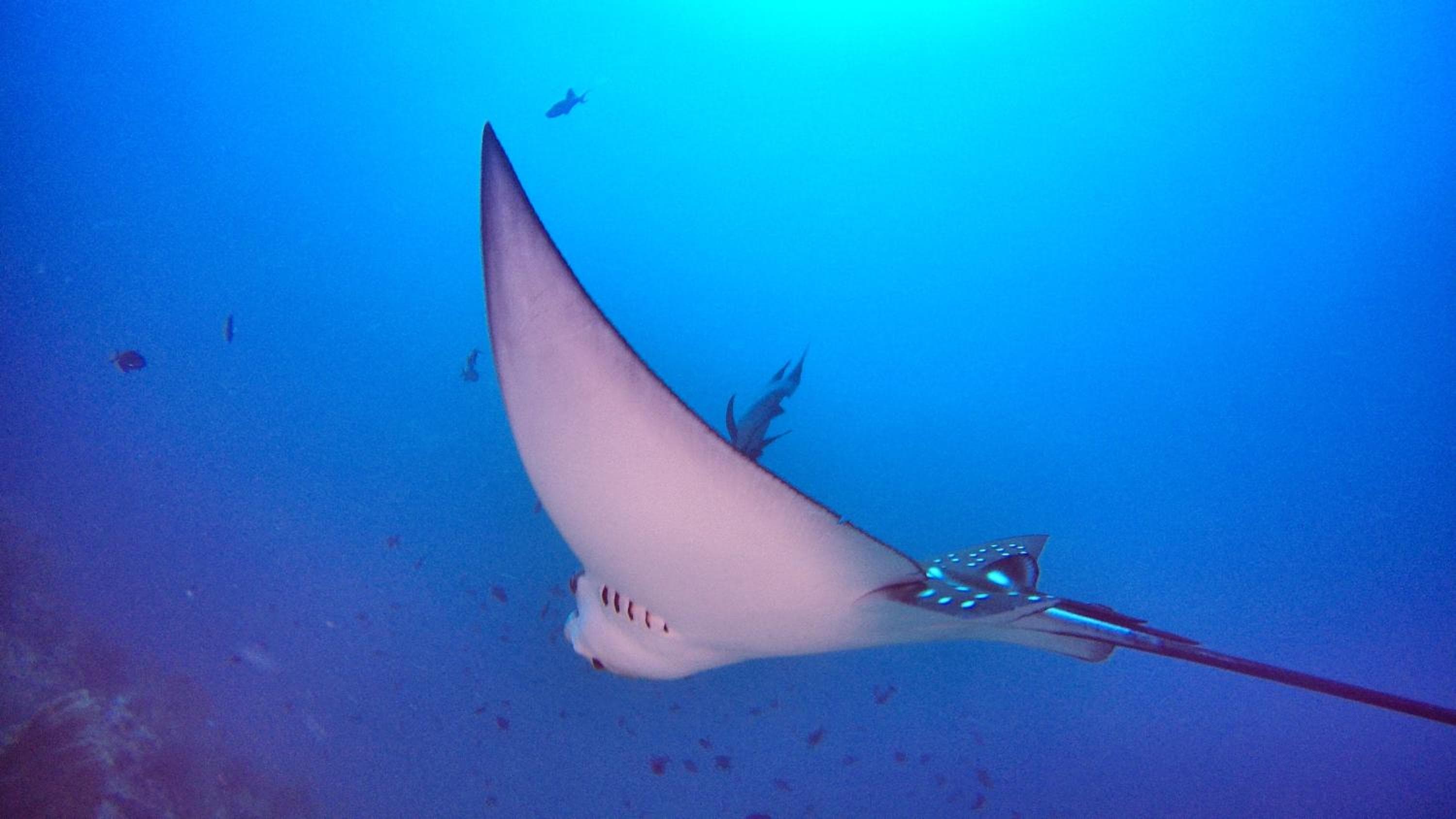 Athiri Beach Maldives - View 44