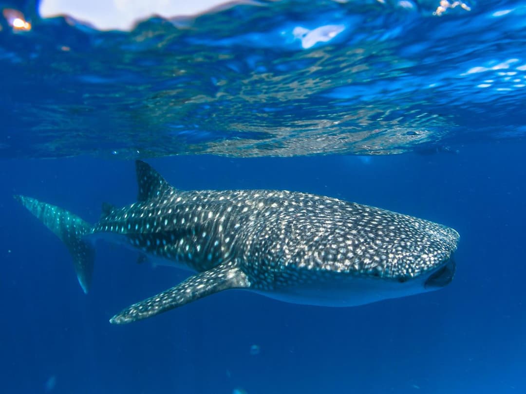 Dhiguveli Maldives - View 27