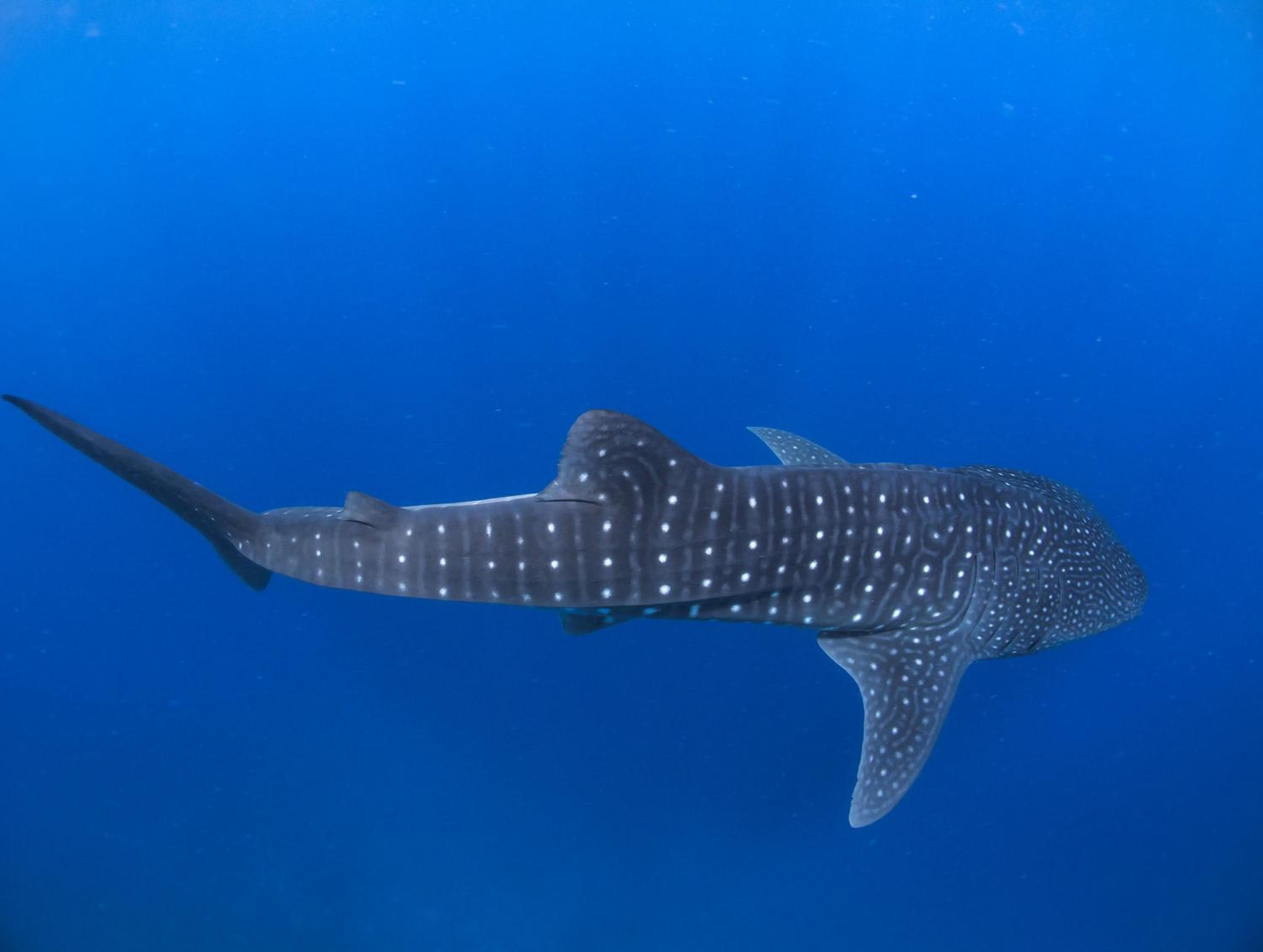 Dhiguveli Maldives - View 37