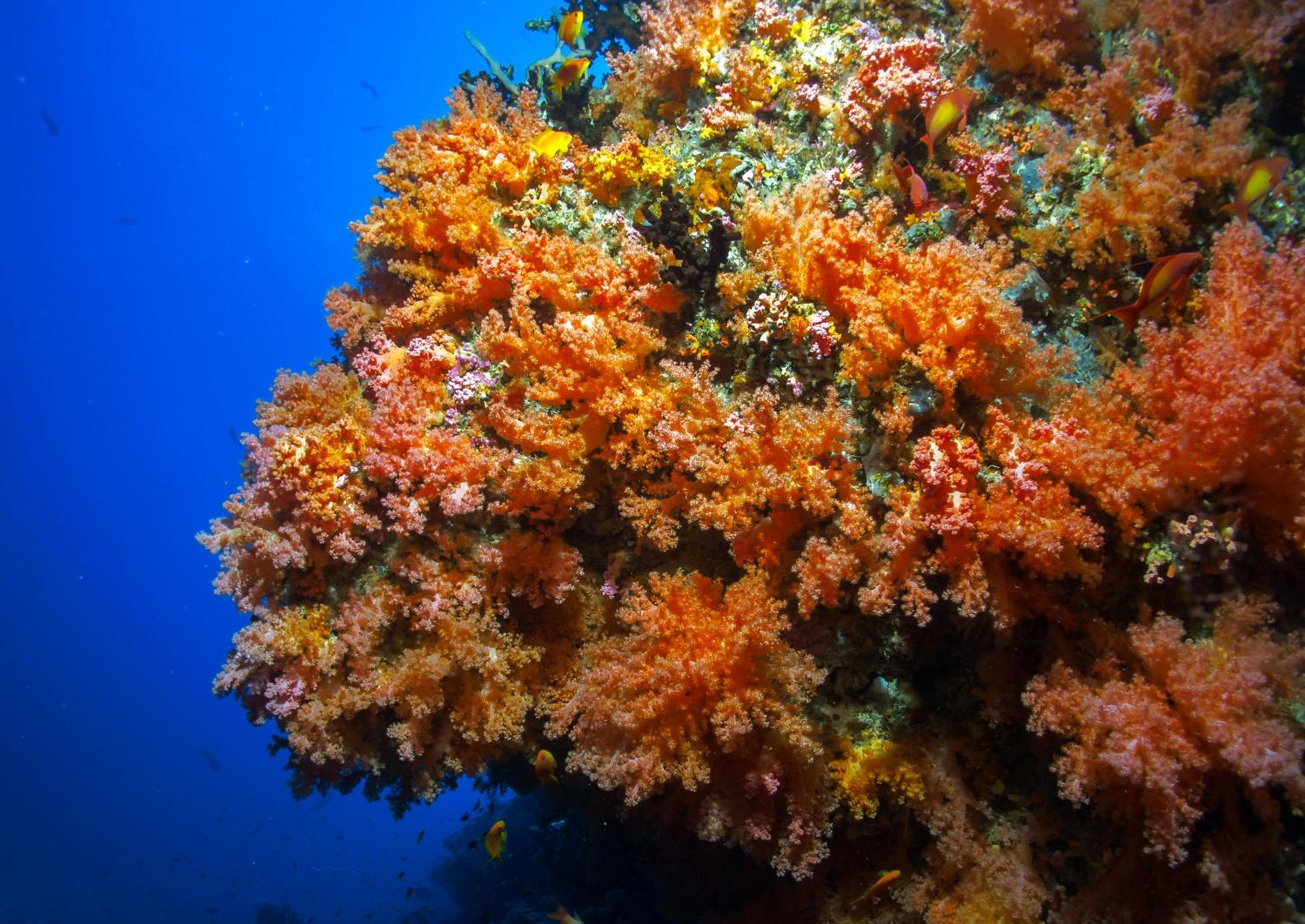 Dhiguveli Maldives - View 36