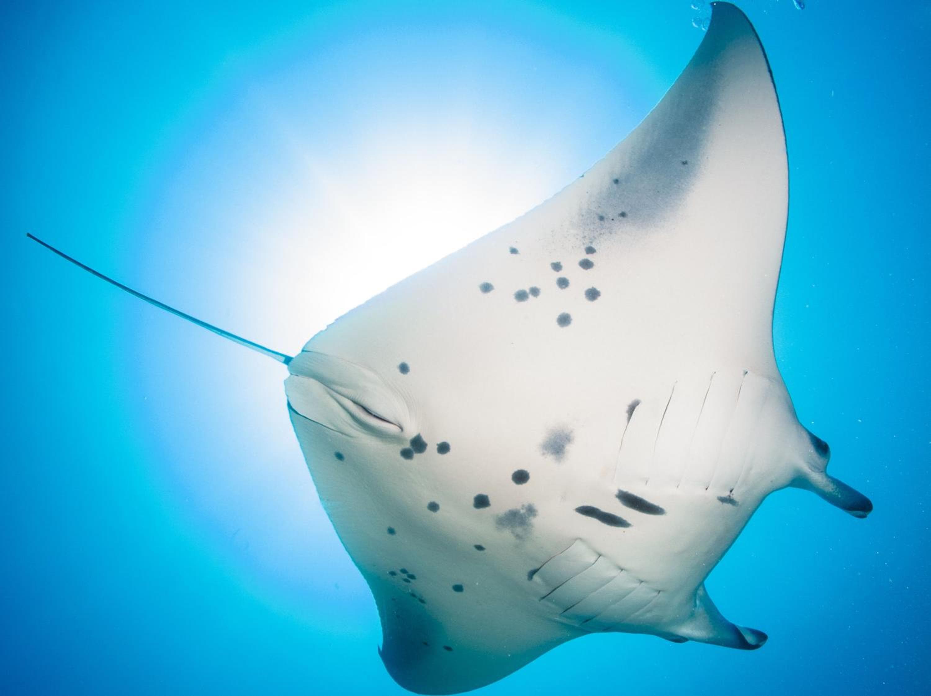 Dhiguveli Maldives - View 34