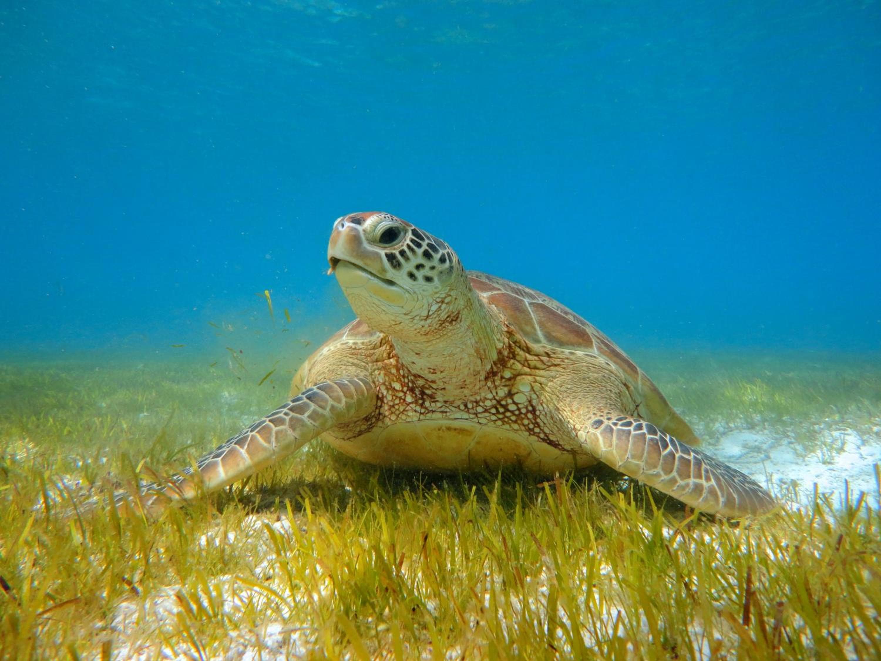 Kudadoo Maldives Private Island – Luxury All inclusive - View 35