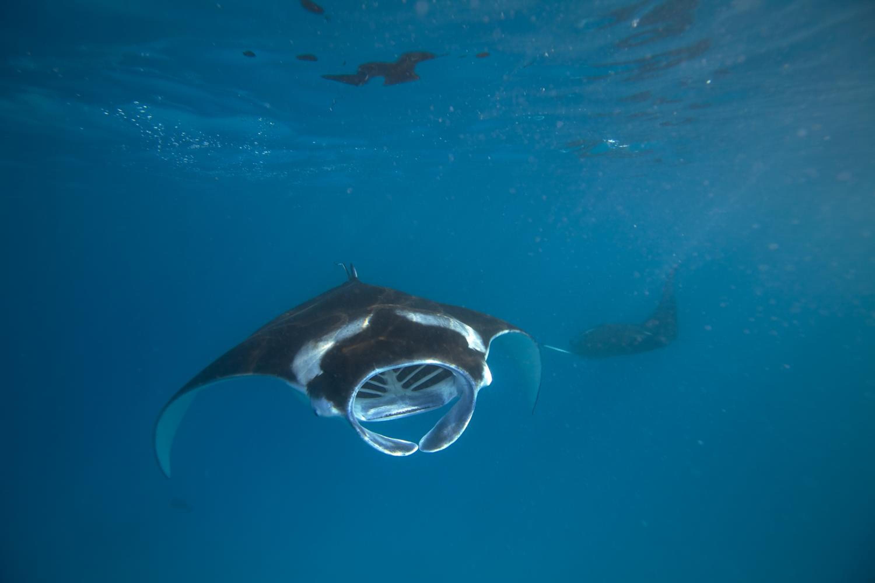 Kudadoo Maldives Private Island – Luxury All inclusive - View 33