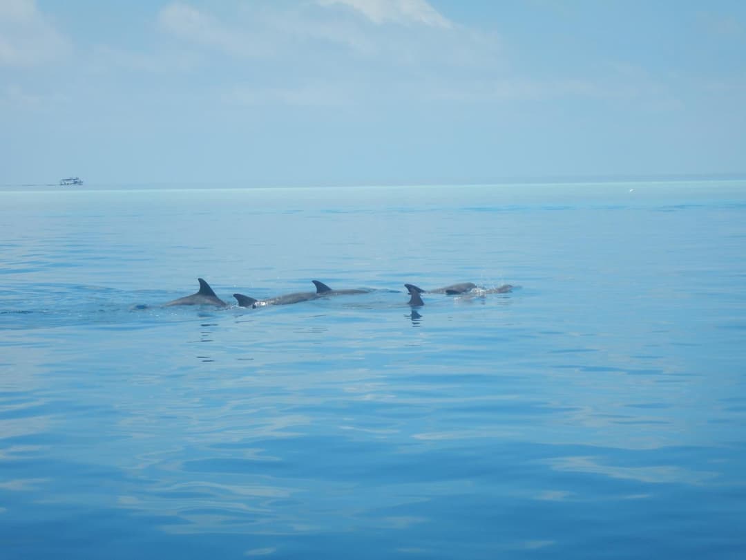 Lagoon Villa Maldives - View 64
