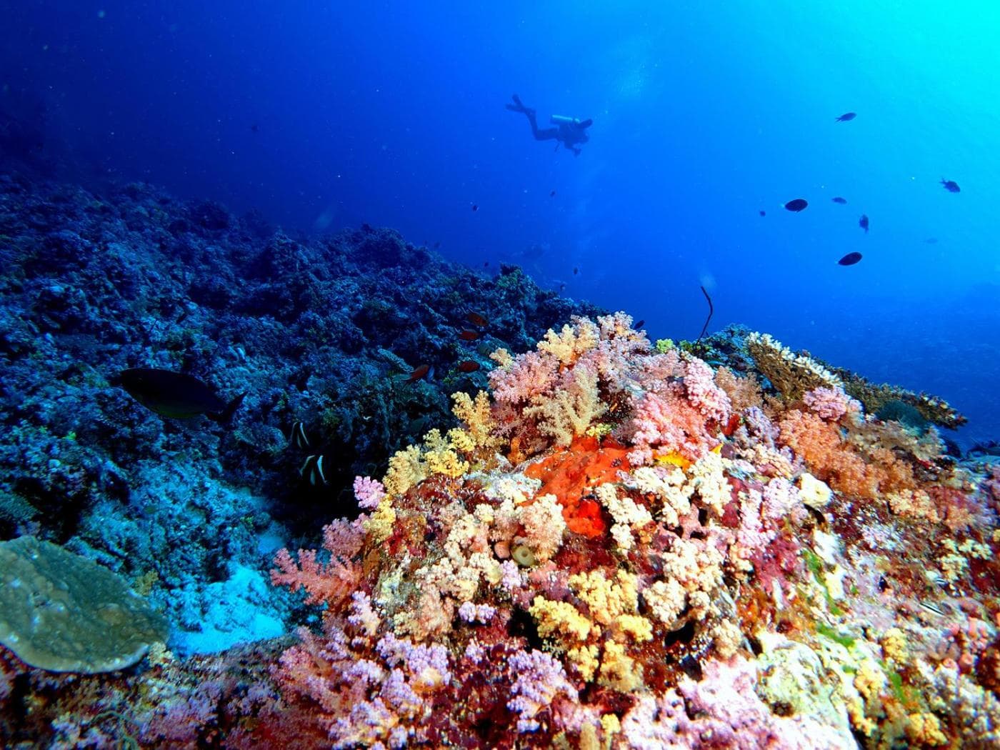 Plumeria Maldives - View 38